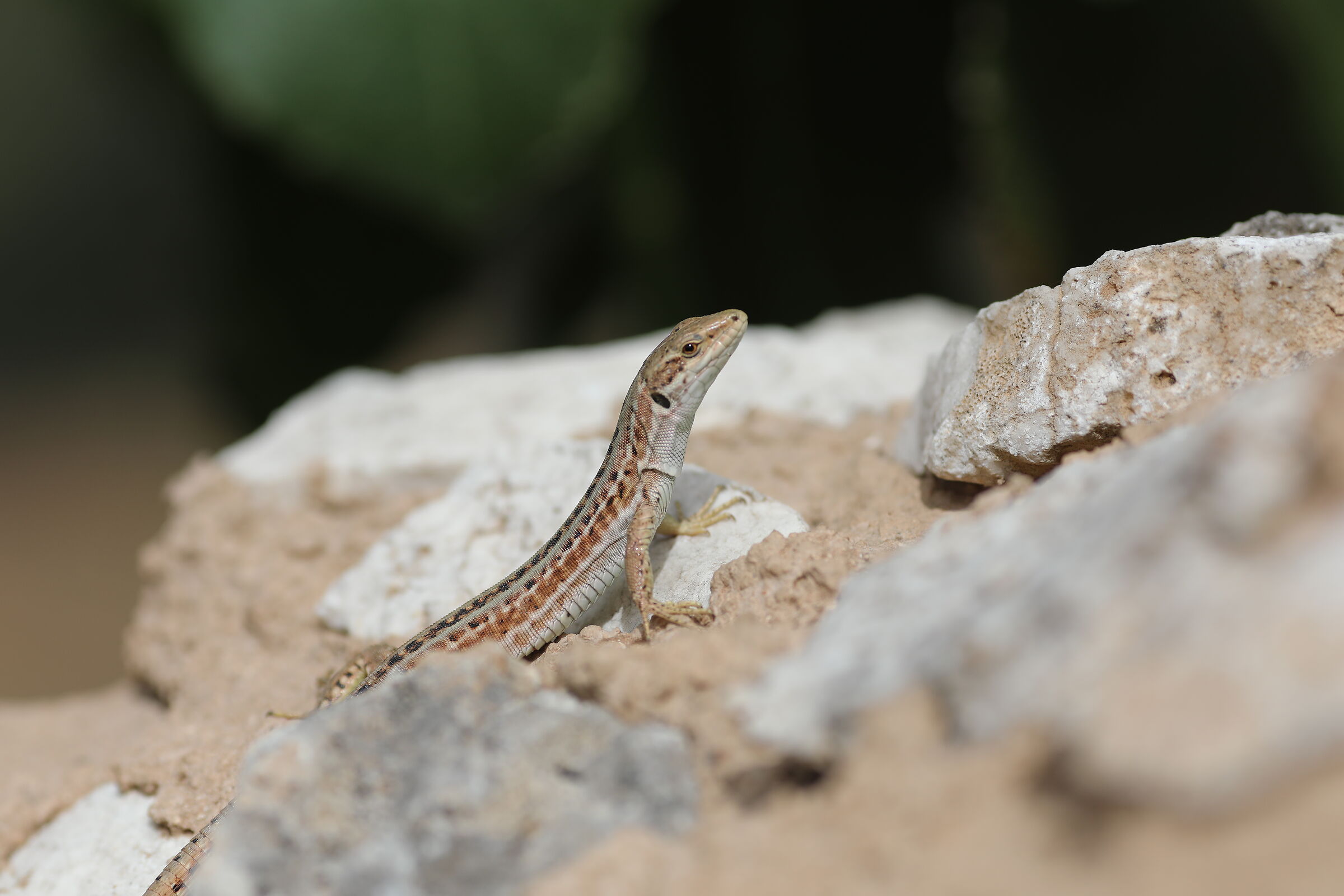 " Crop 189 " Canon 5 D IV, 135 F. 2 L Usm + TC 1.4...