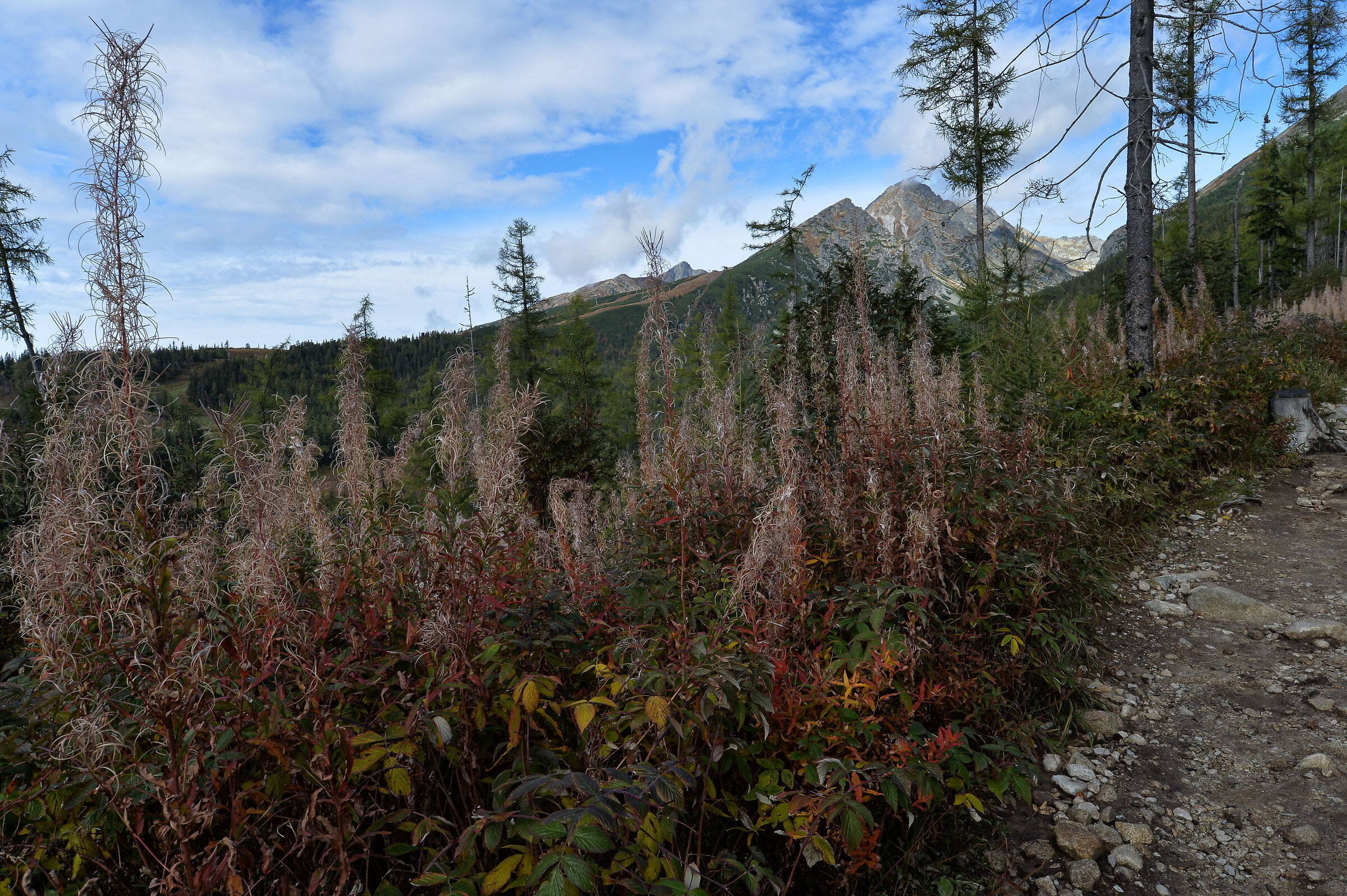 Verso Dolina Mlynicka