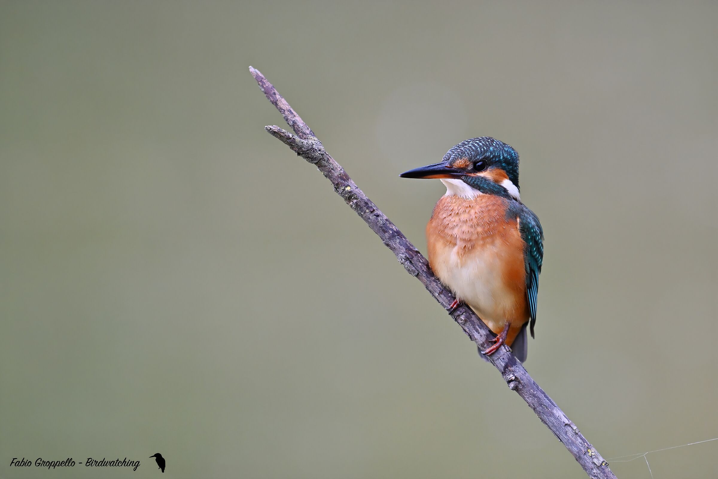Kingfisher