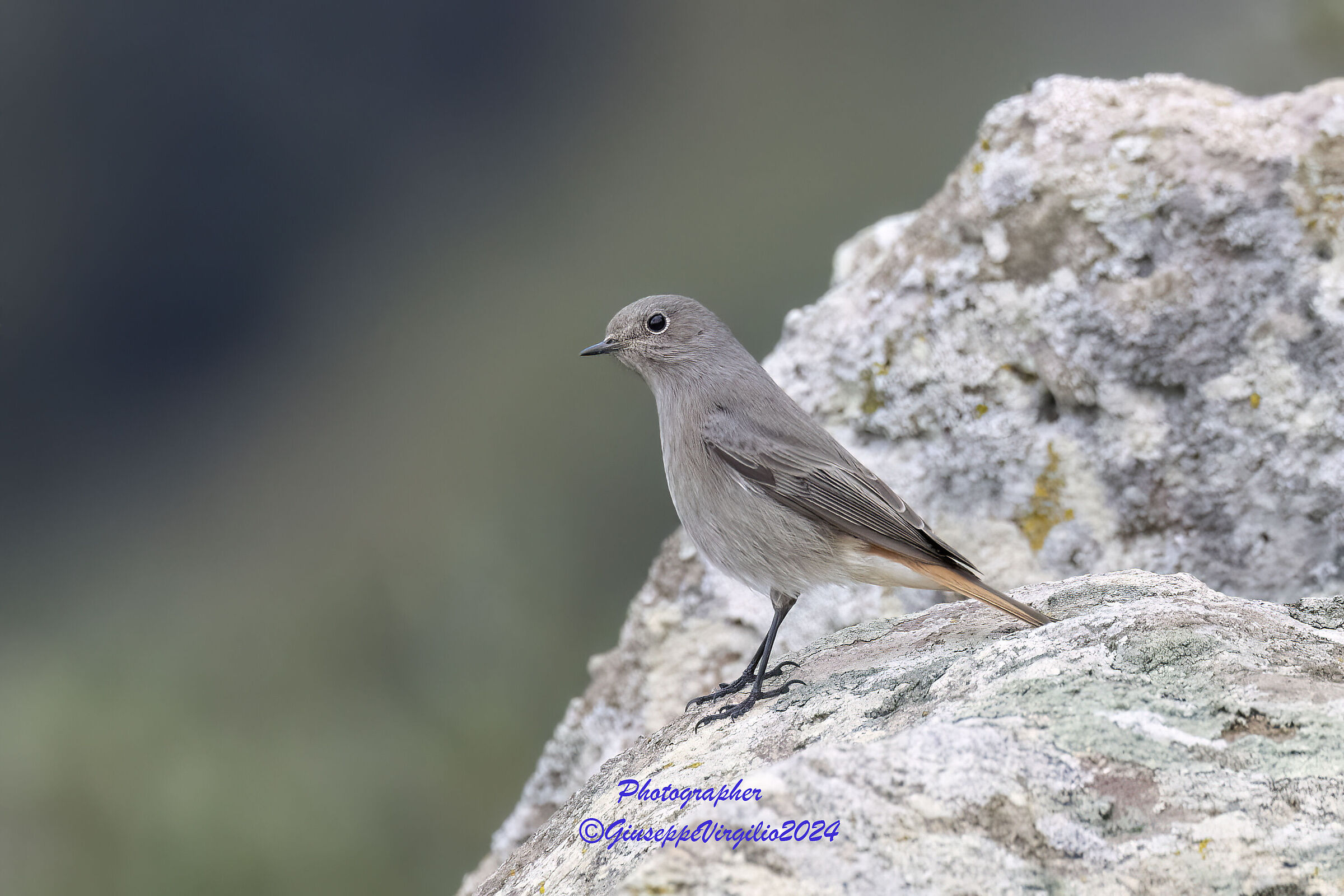 Female Chimney Sweep Redstart ( Sardinia 2024 )