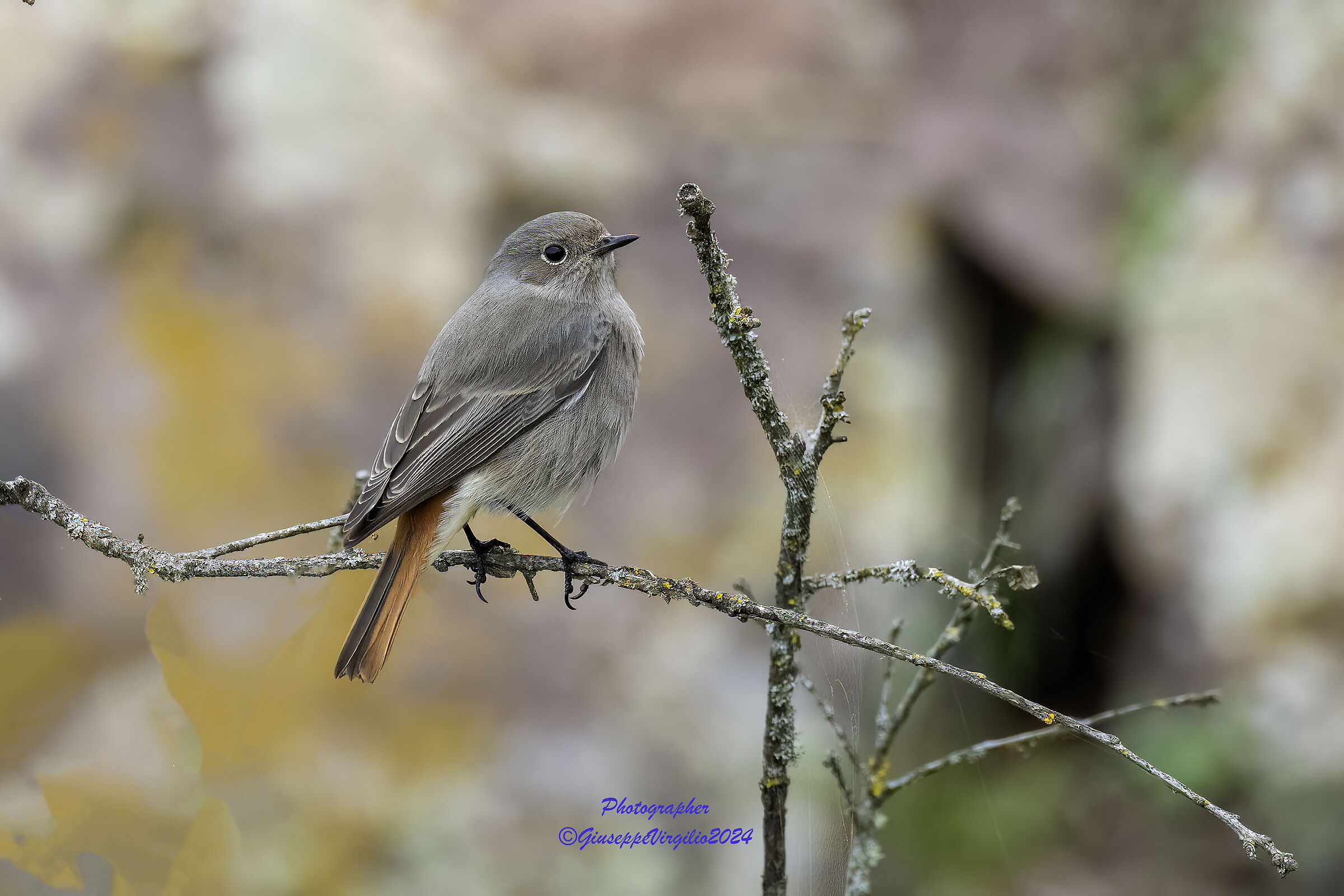 Female Chimney Sweep Redstart ( Sardinia 2024 )