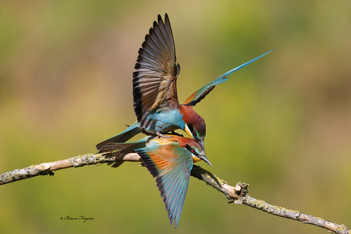 bee-eaters in balance