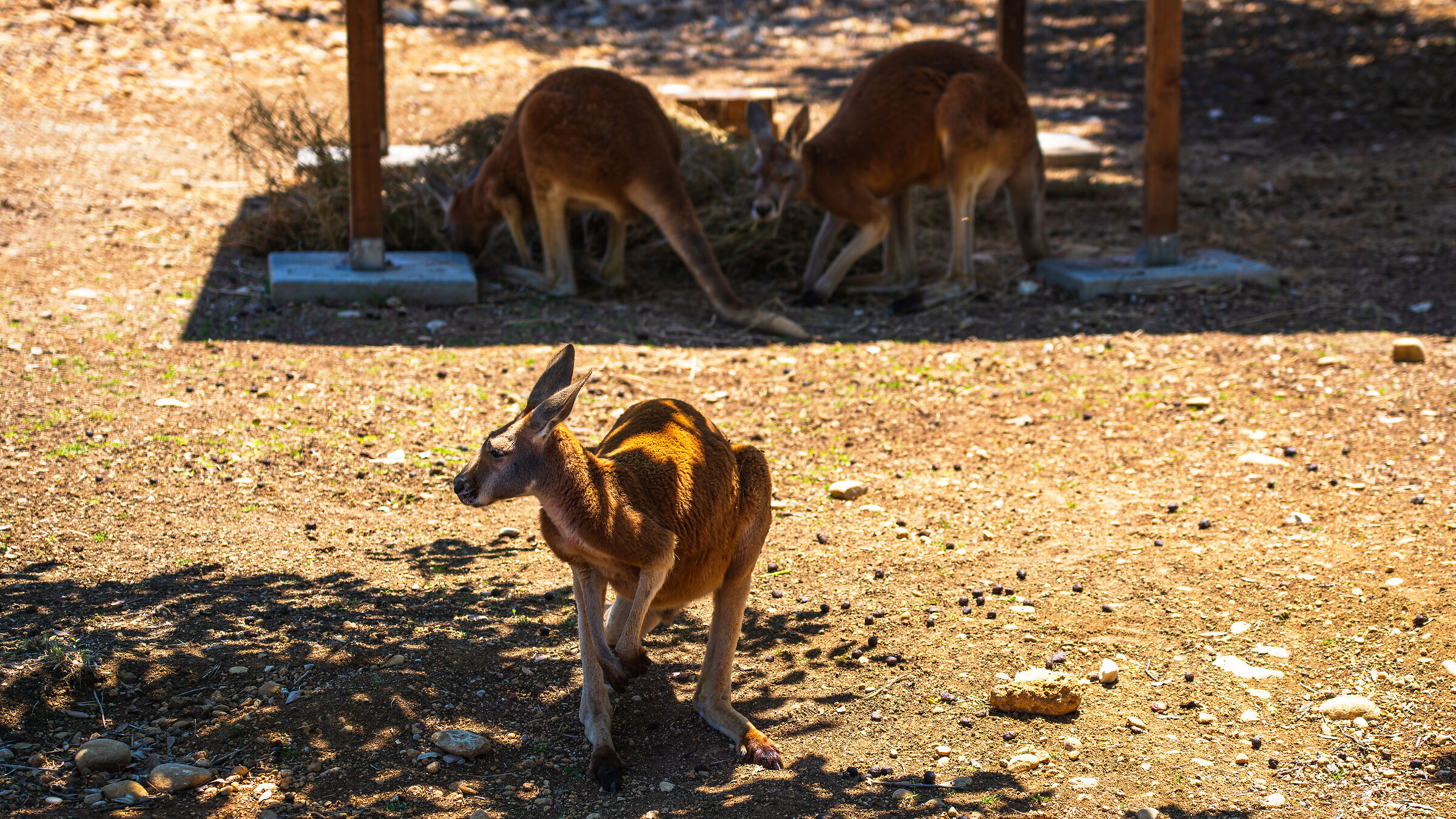 Kangaroo 0001