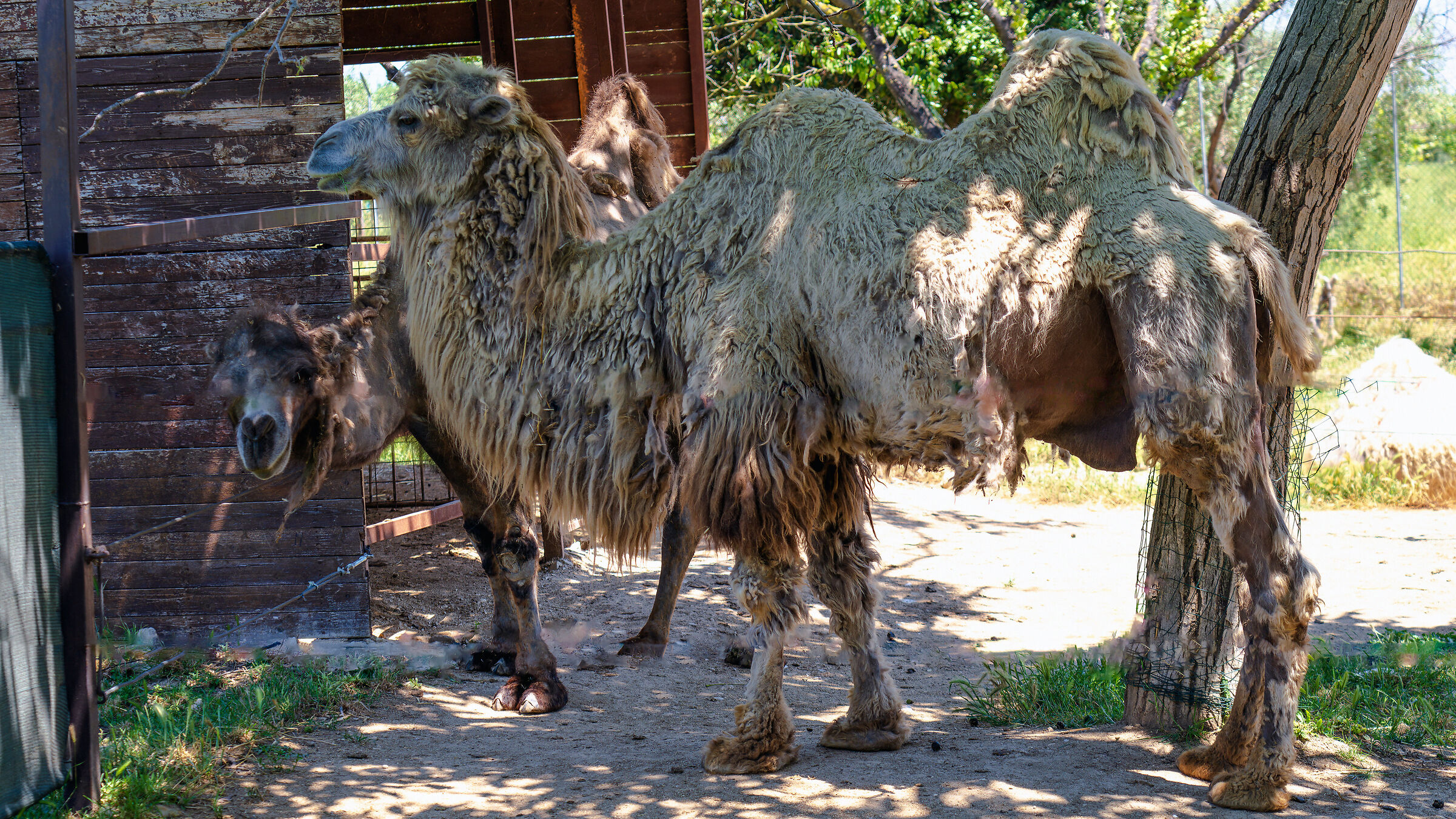 Dromedary 0002