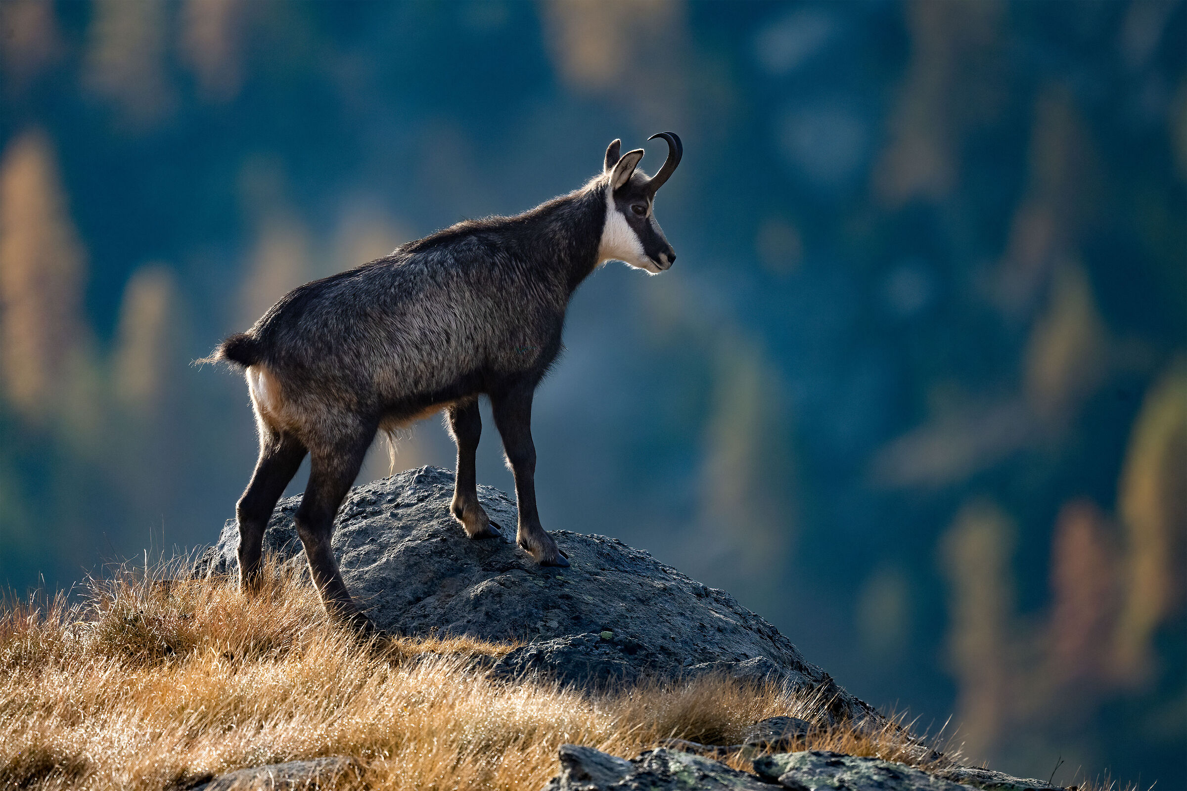 Chamois - Gran Paradiso National Park