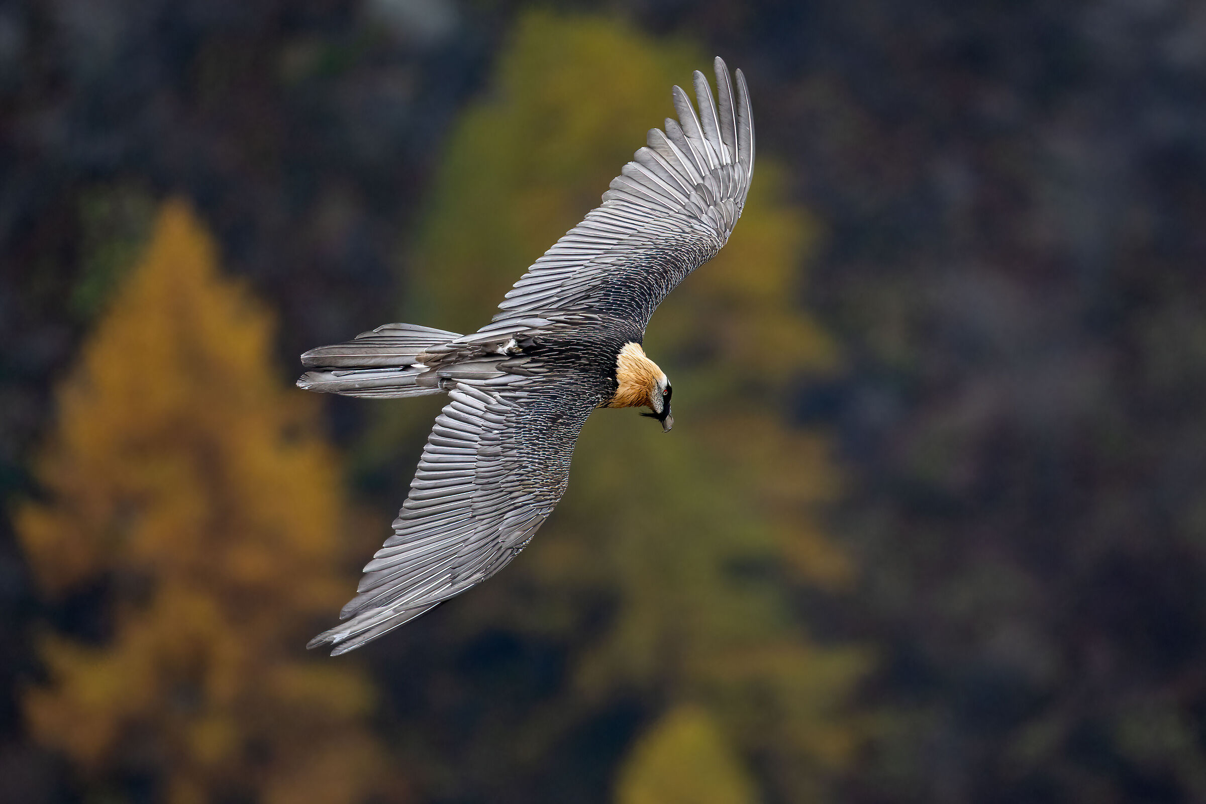 Gypaetus barbatus - Gran Paradiso National Park