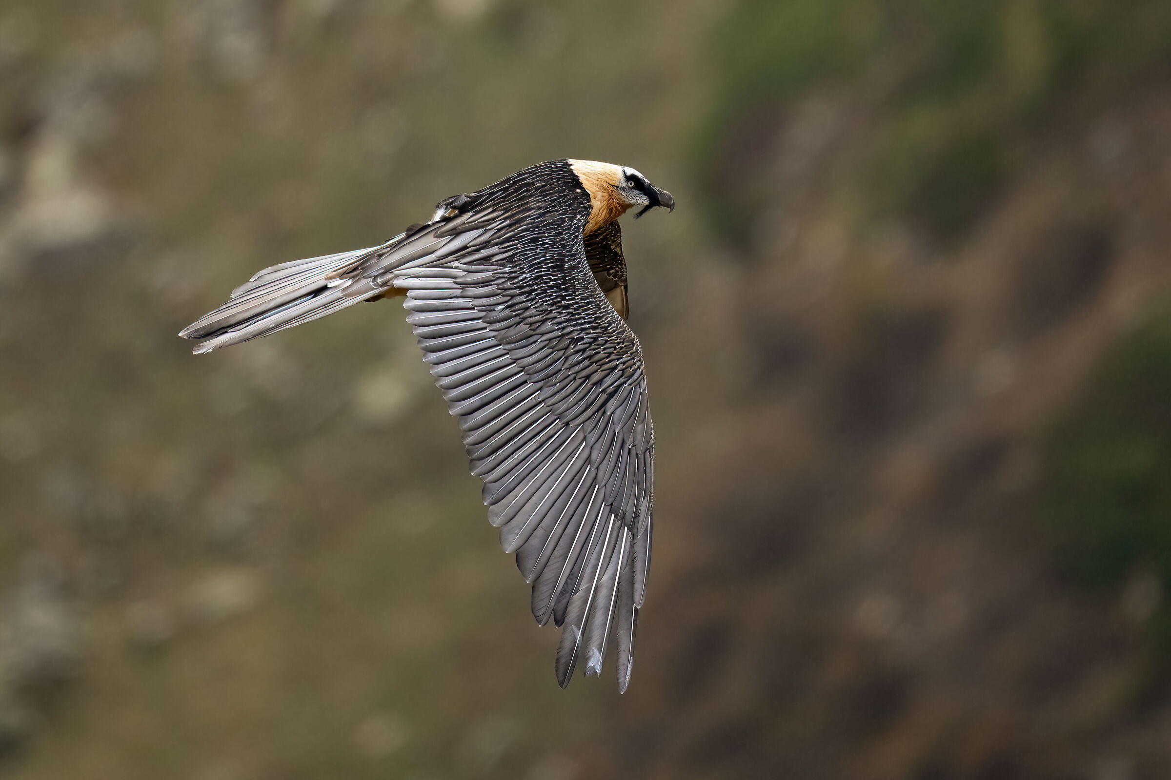 Gypaetus barbatus - Gran Paradiso National Park