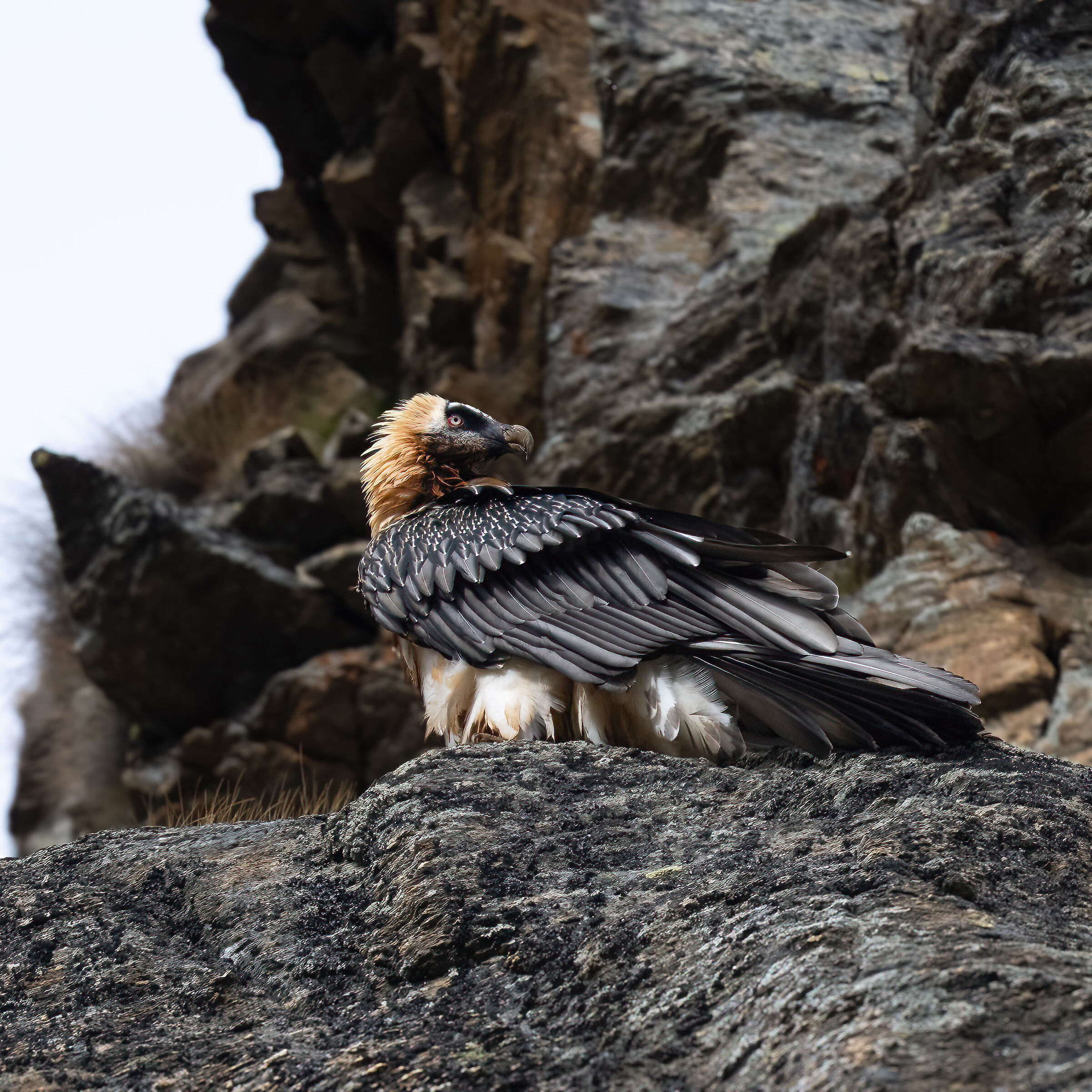 Gypaetus barbatus - Gran Paradiso National Park