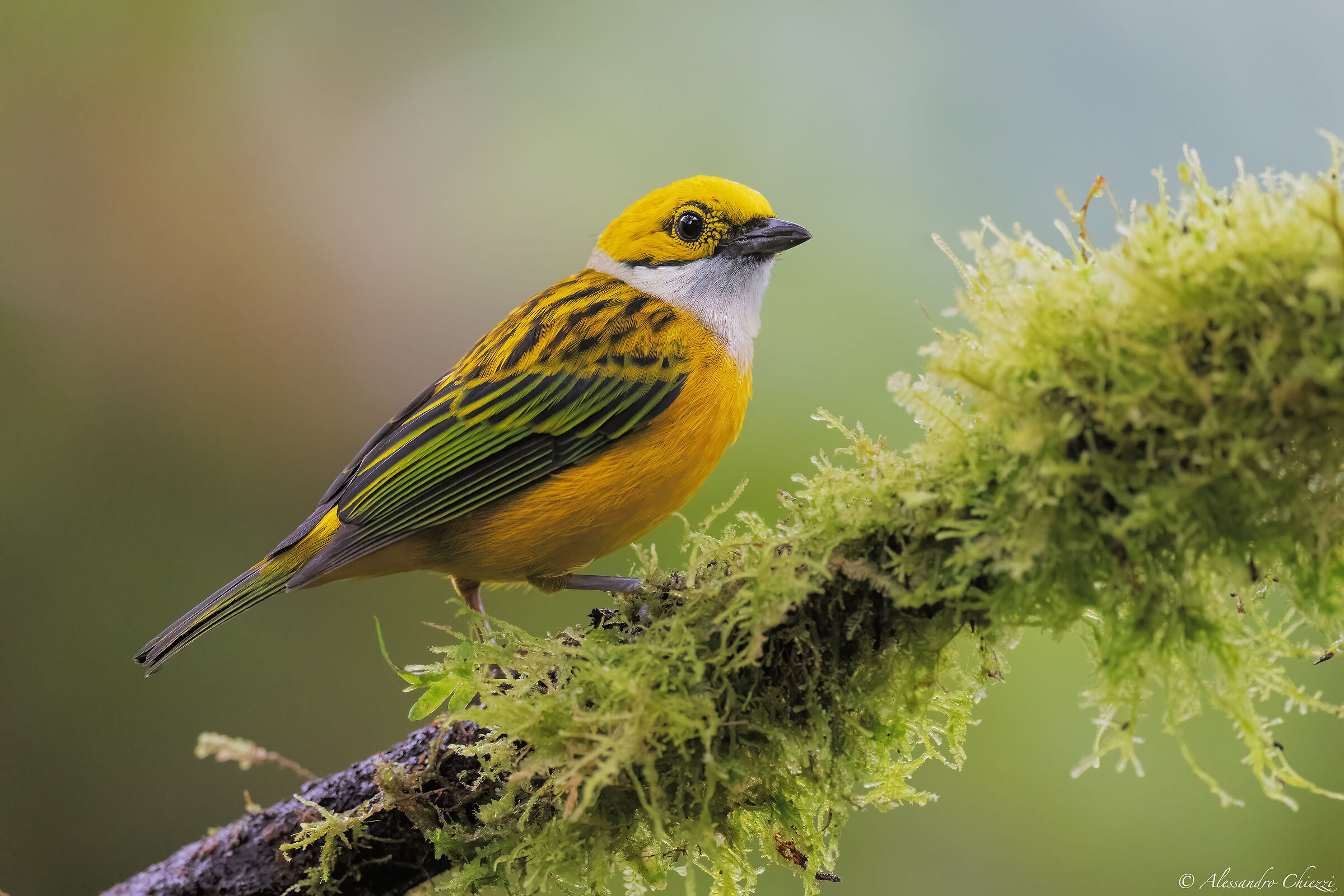 Silver fola yellow tangara