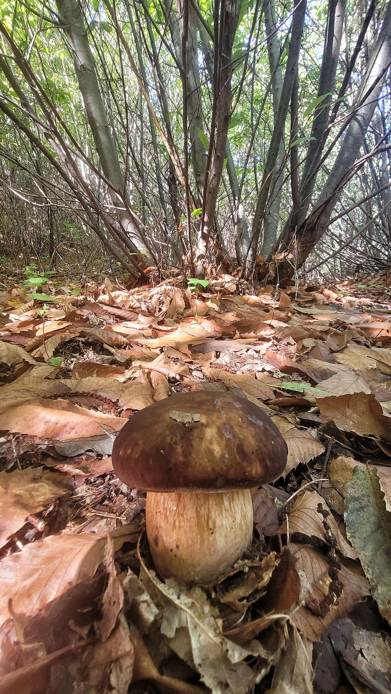 The porcini