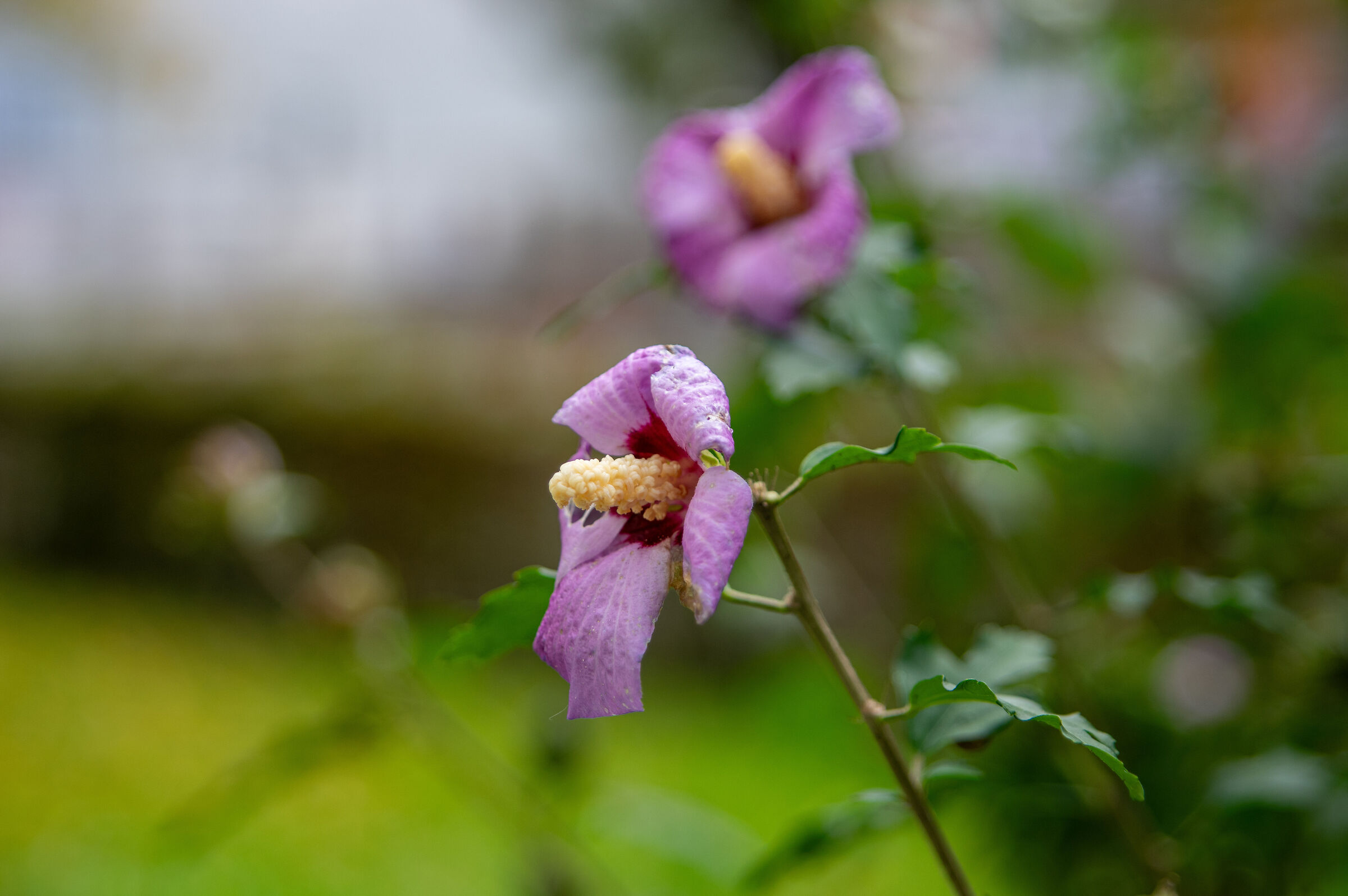 Autumn flowers