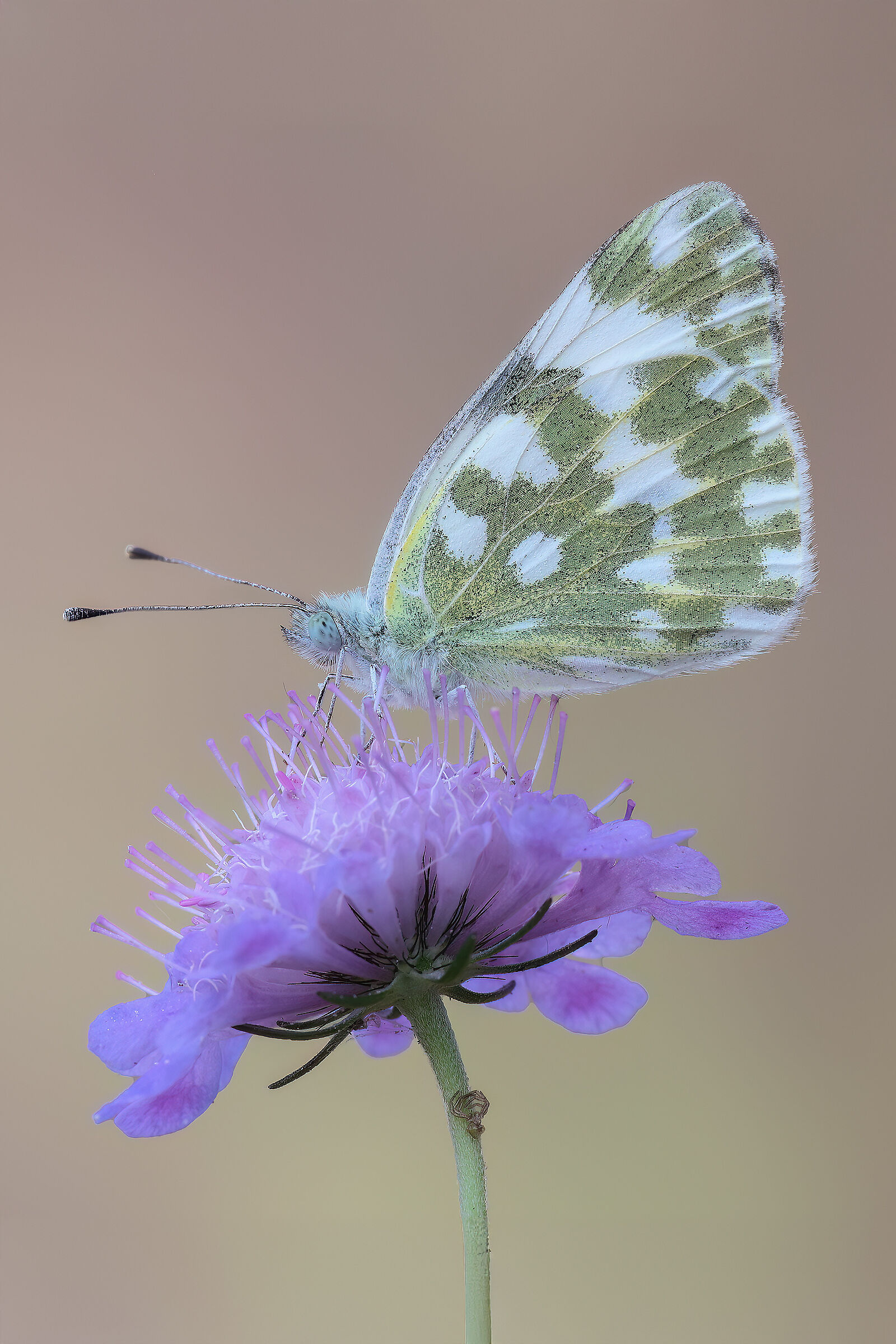 Pontia edusa