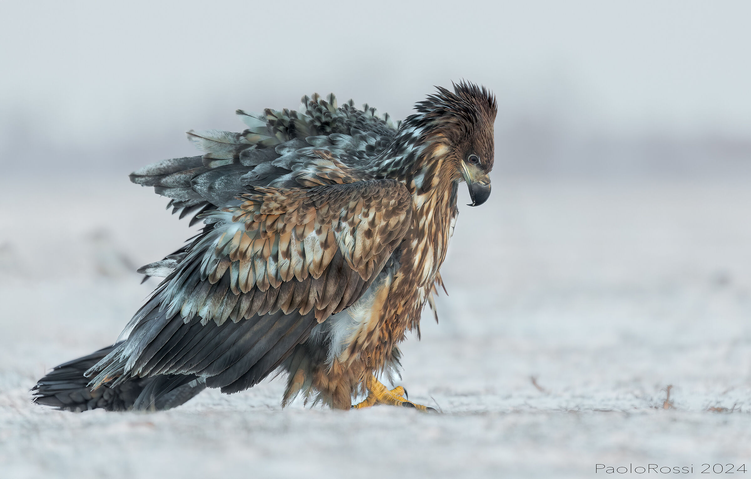 White tailed sea eagle Ruffled...