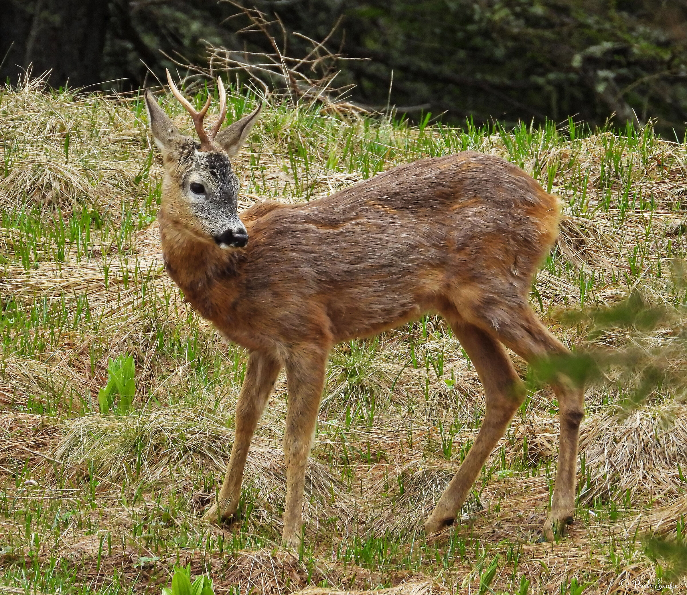 Roe deer in spring