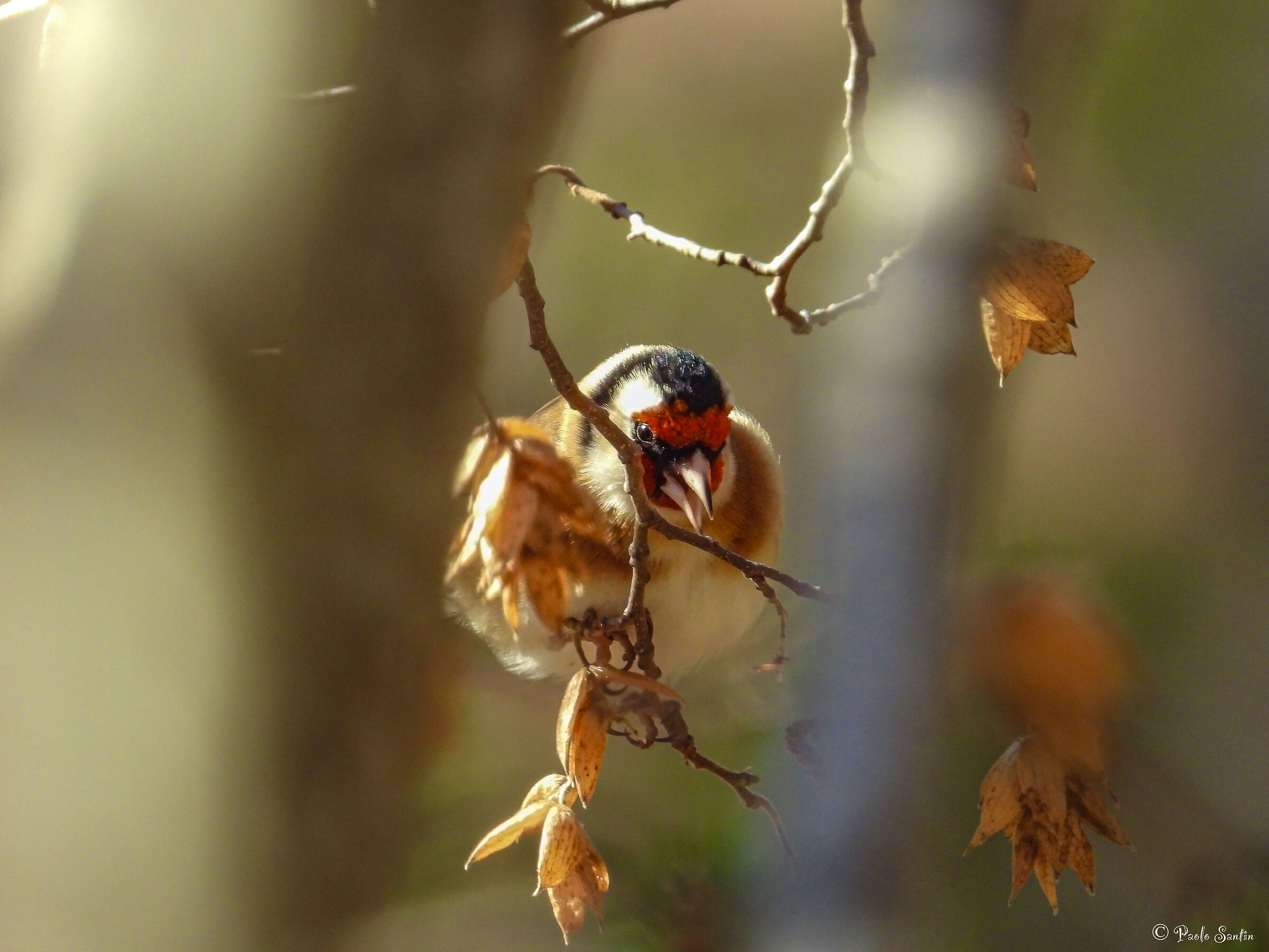 Goldfinch on the Hornbeam