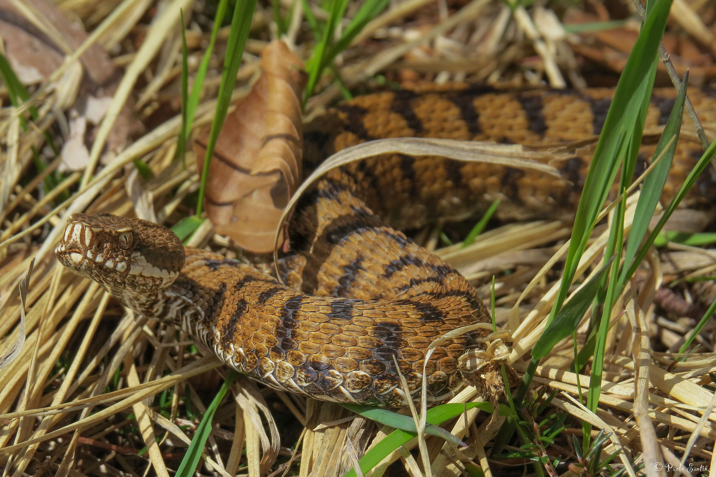 Vipera comune. (Vipera Aspis)