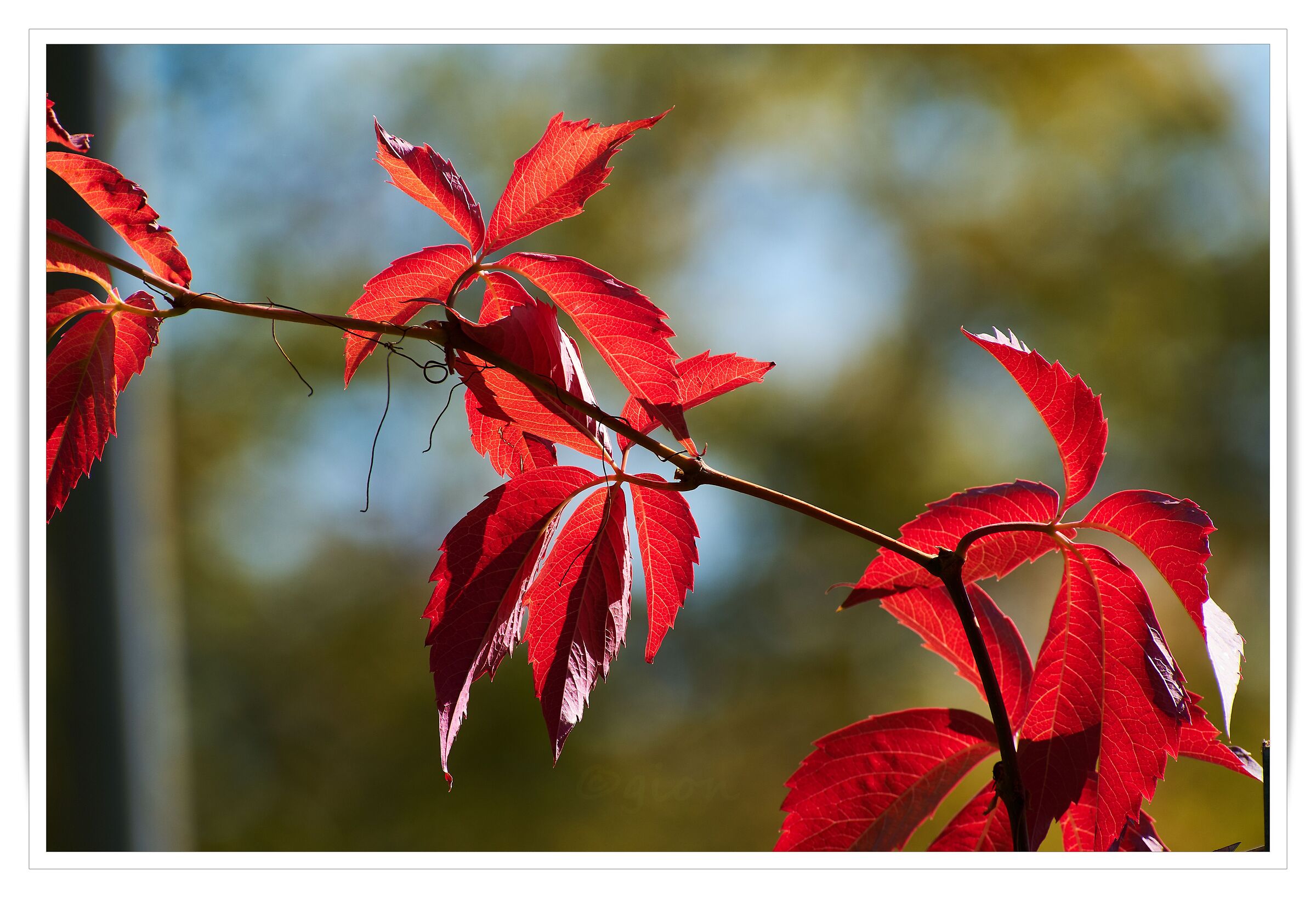 Red leaves of October