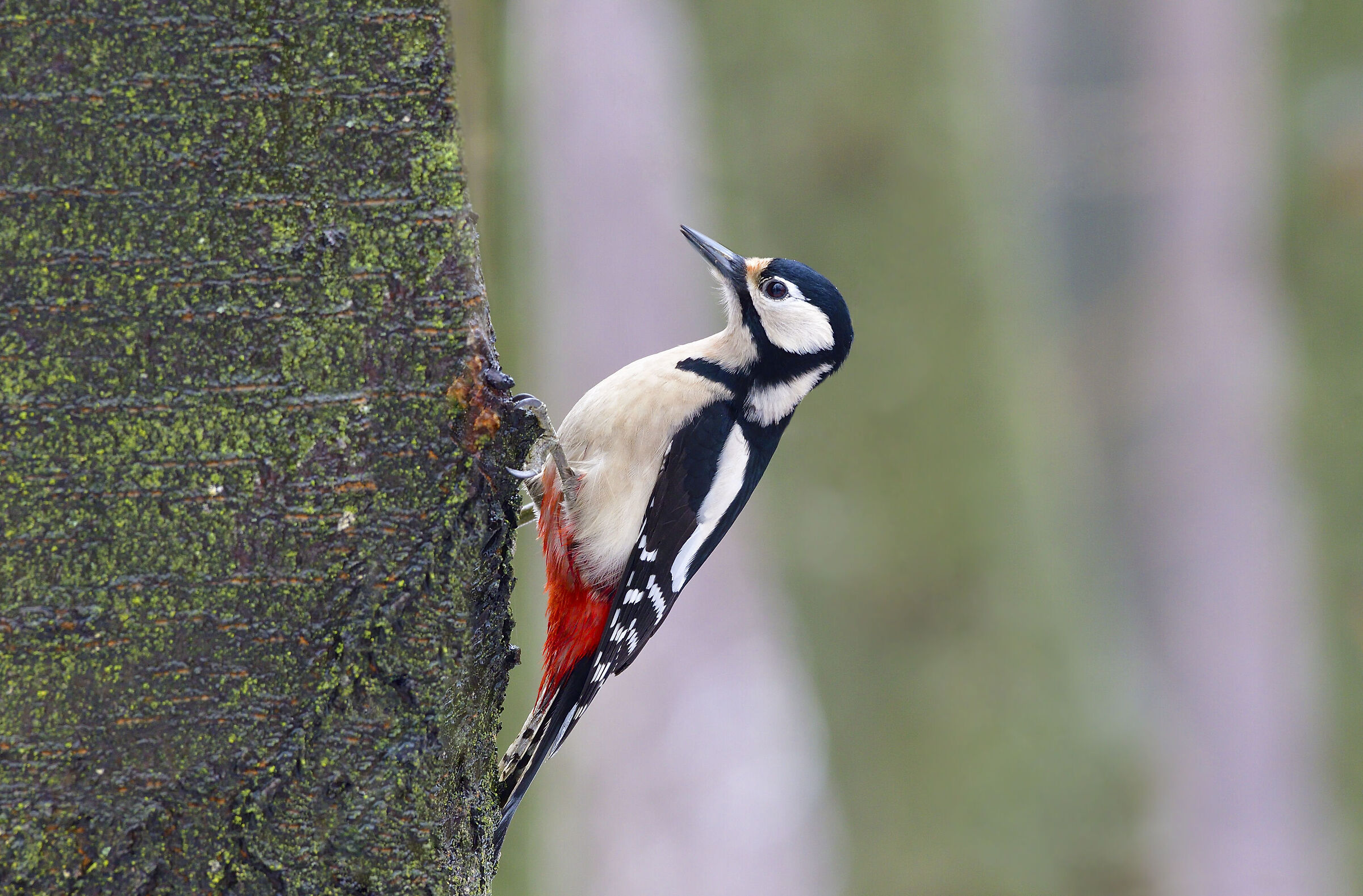 Picchio rosso maggiore
