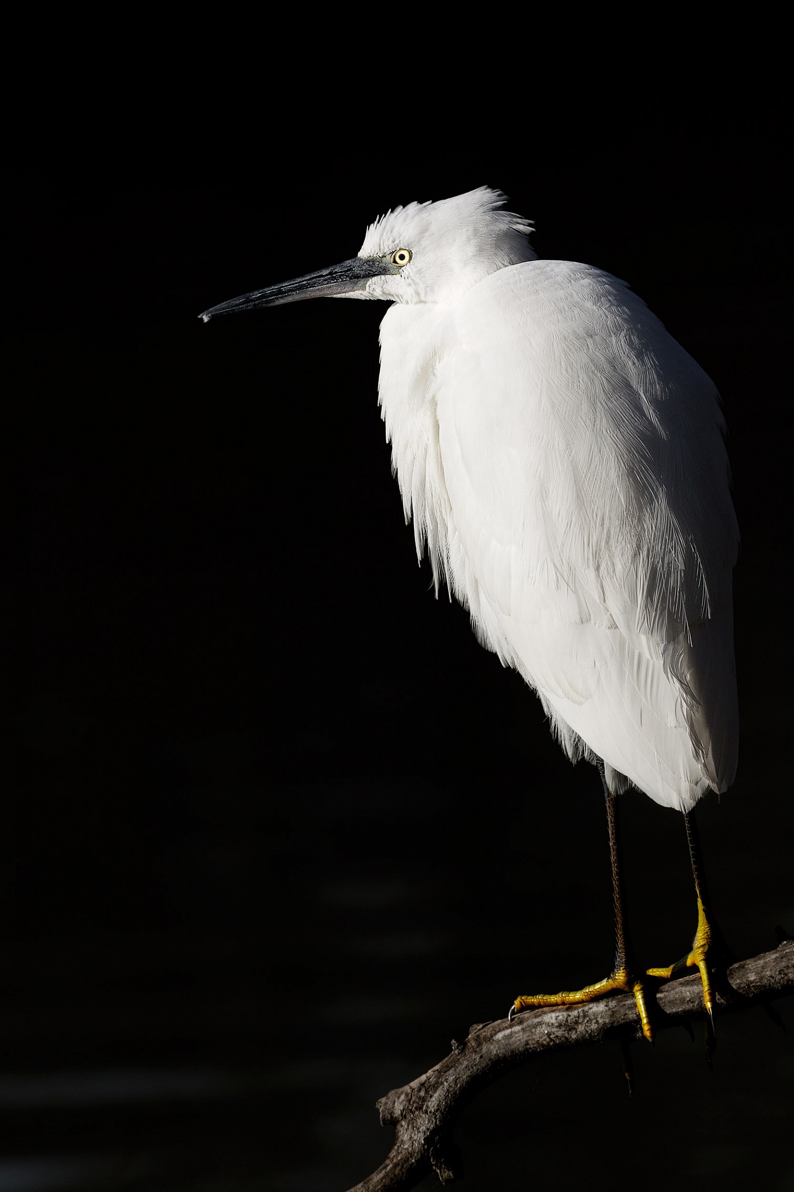 Egret