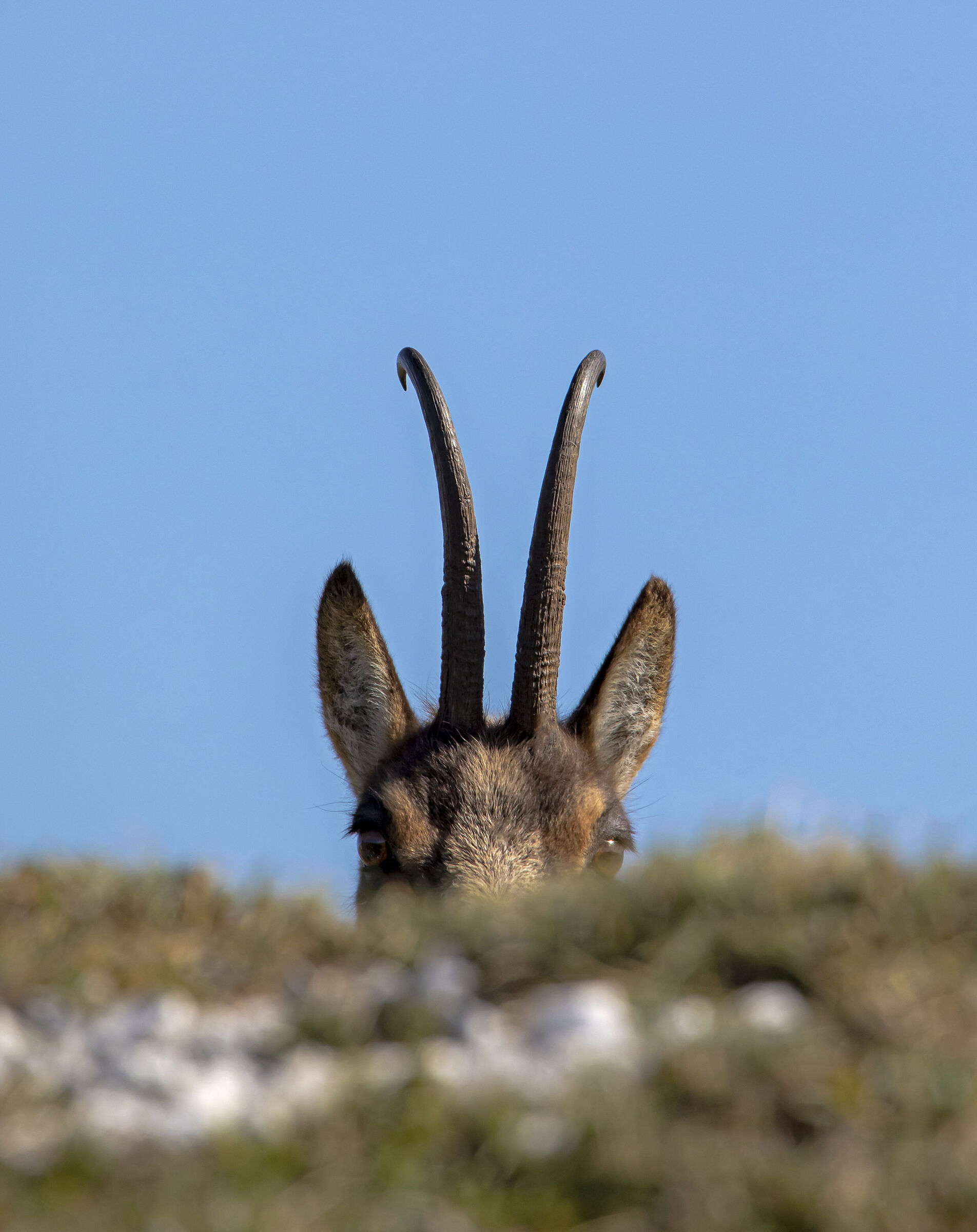 Apennine chamois