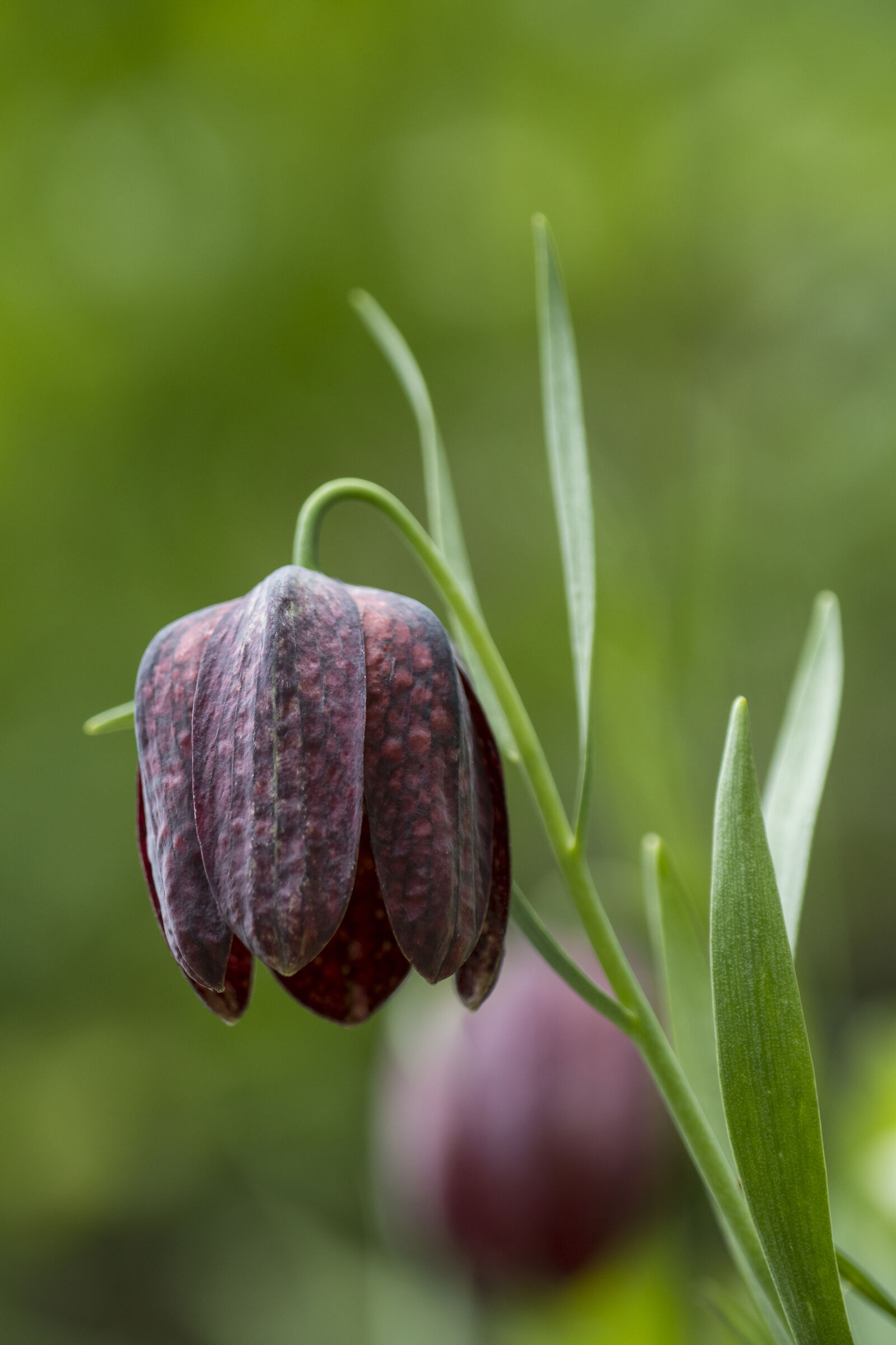 La delicatezza della fritillaria