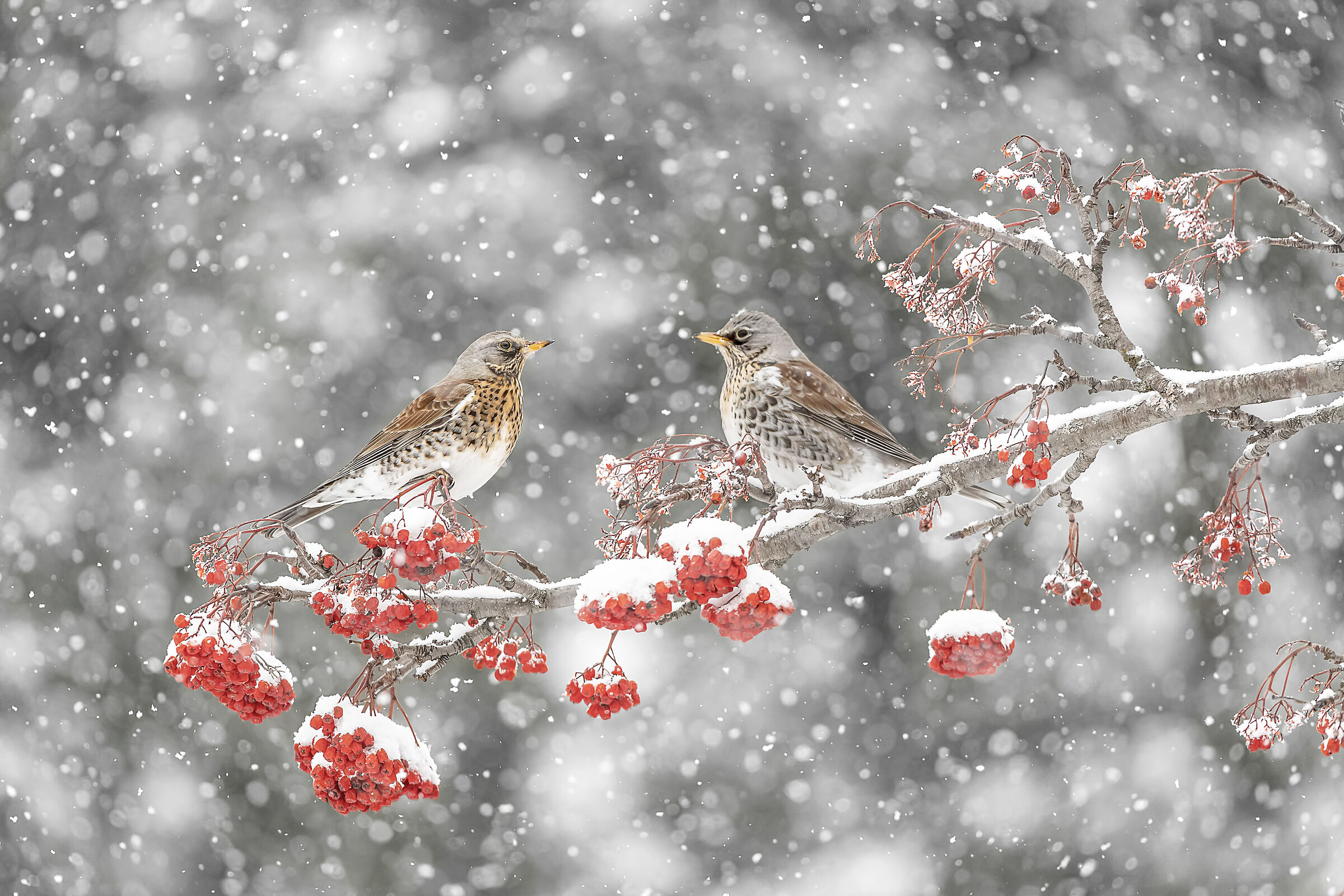 Cesene berries and a thousand snowflakes