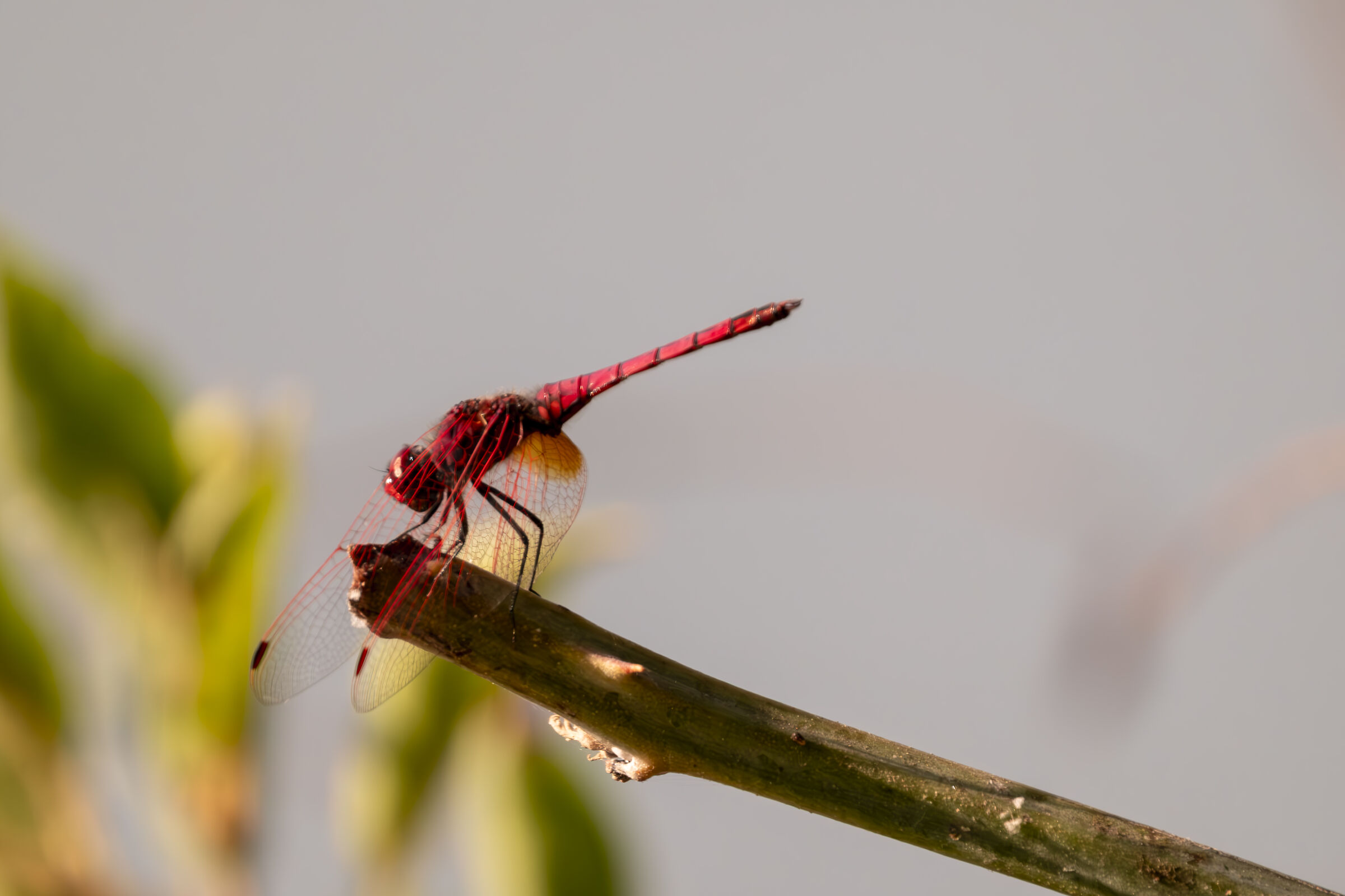 Libellula