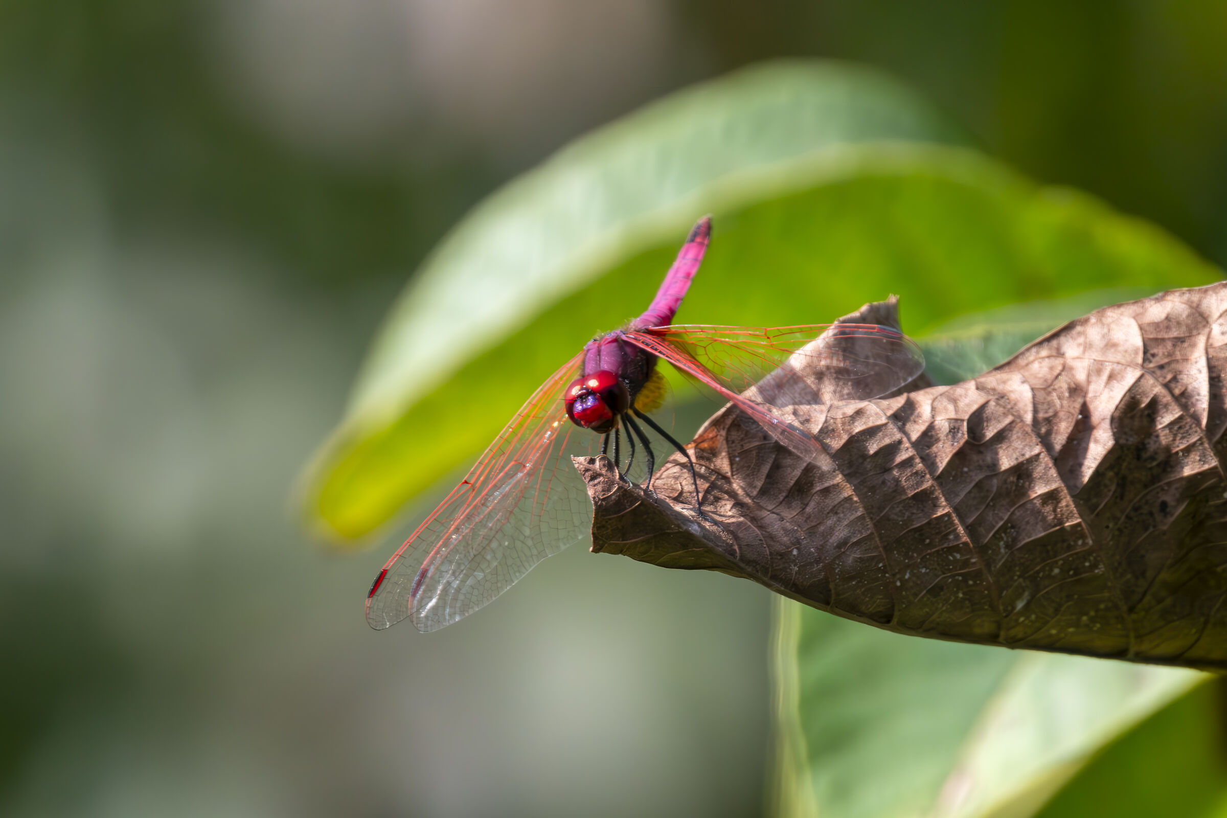 Libellula