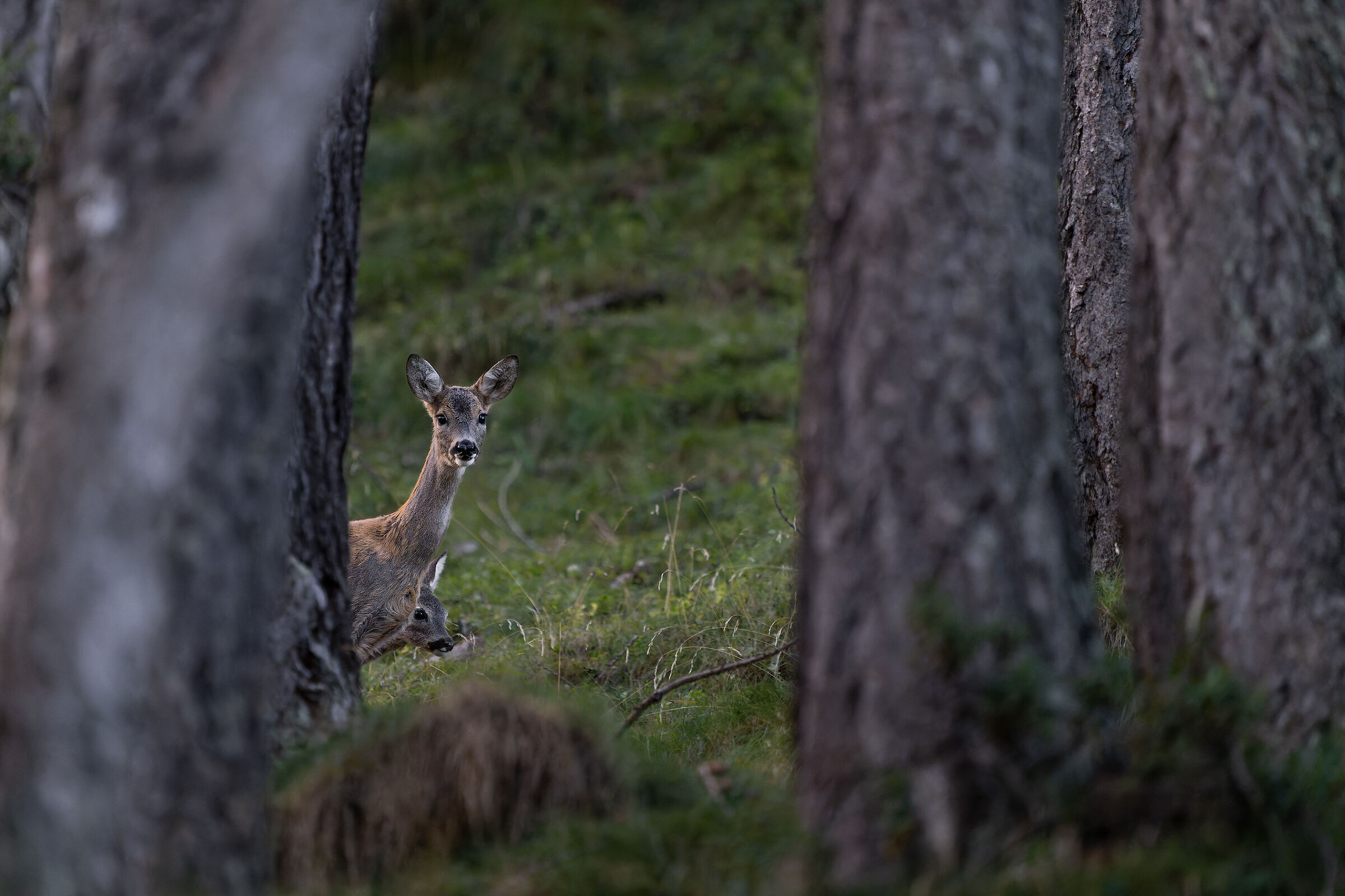 Hiding the little one