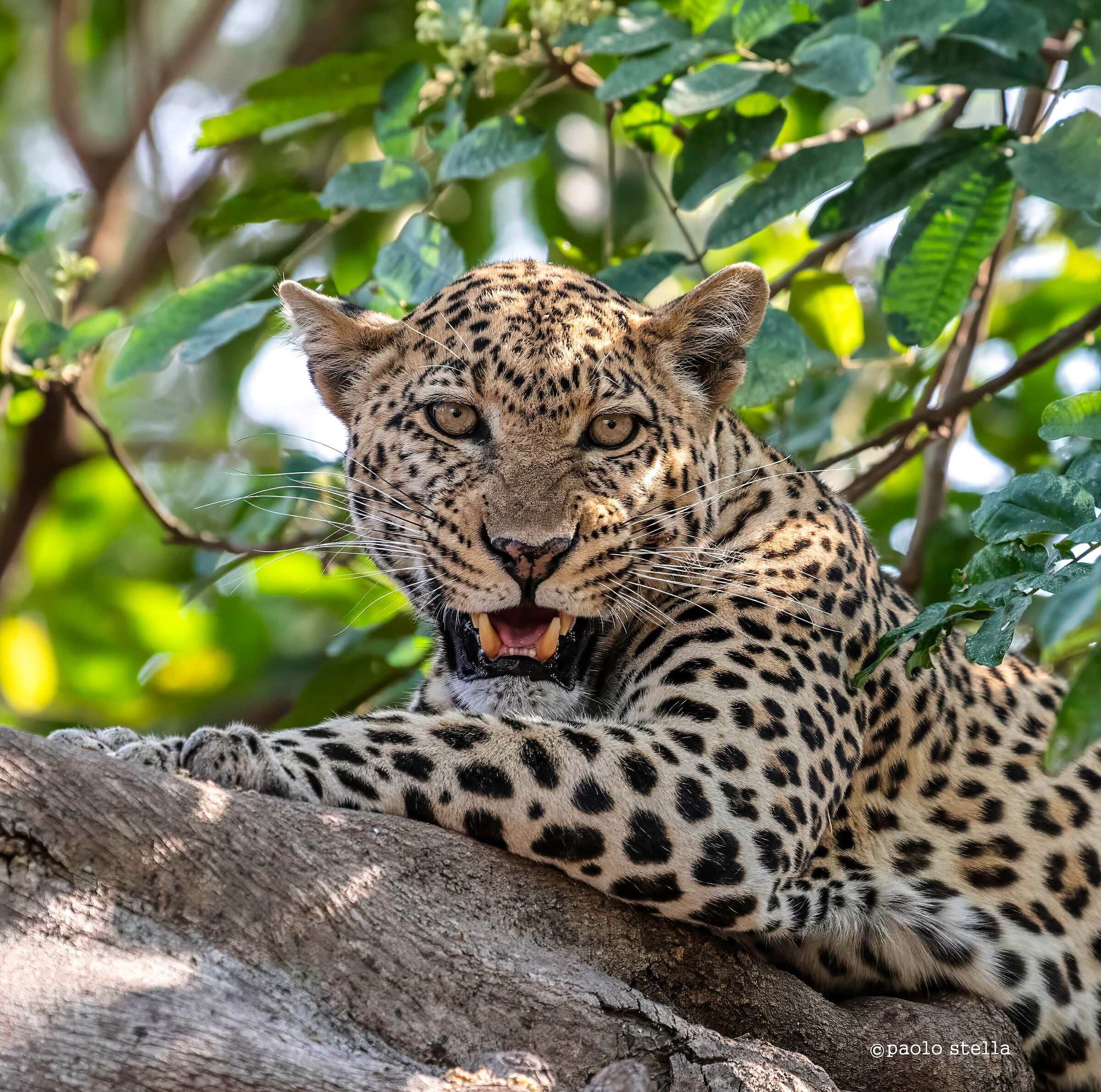 Roaring Boy