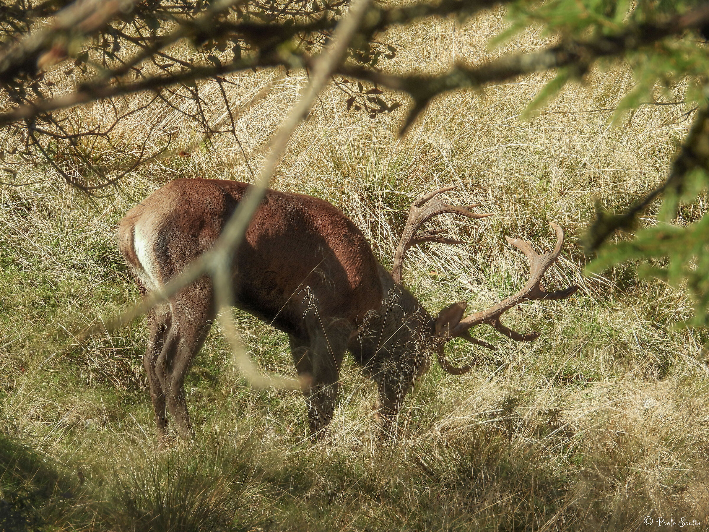 The most beautiful deer I've ever seen in the wild