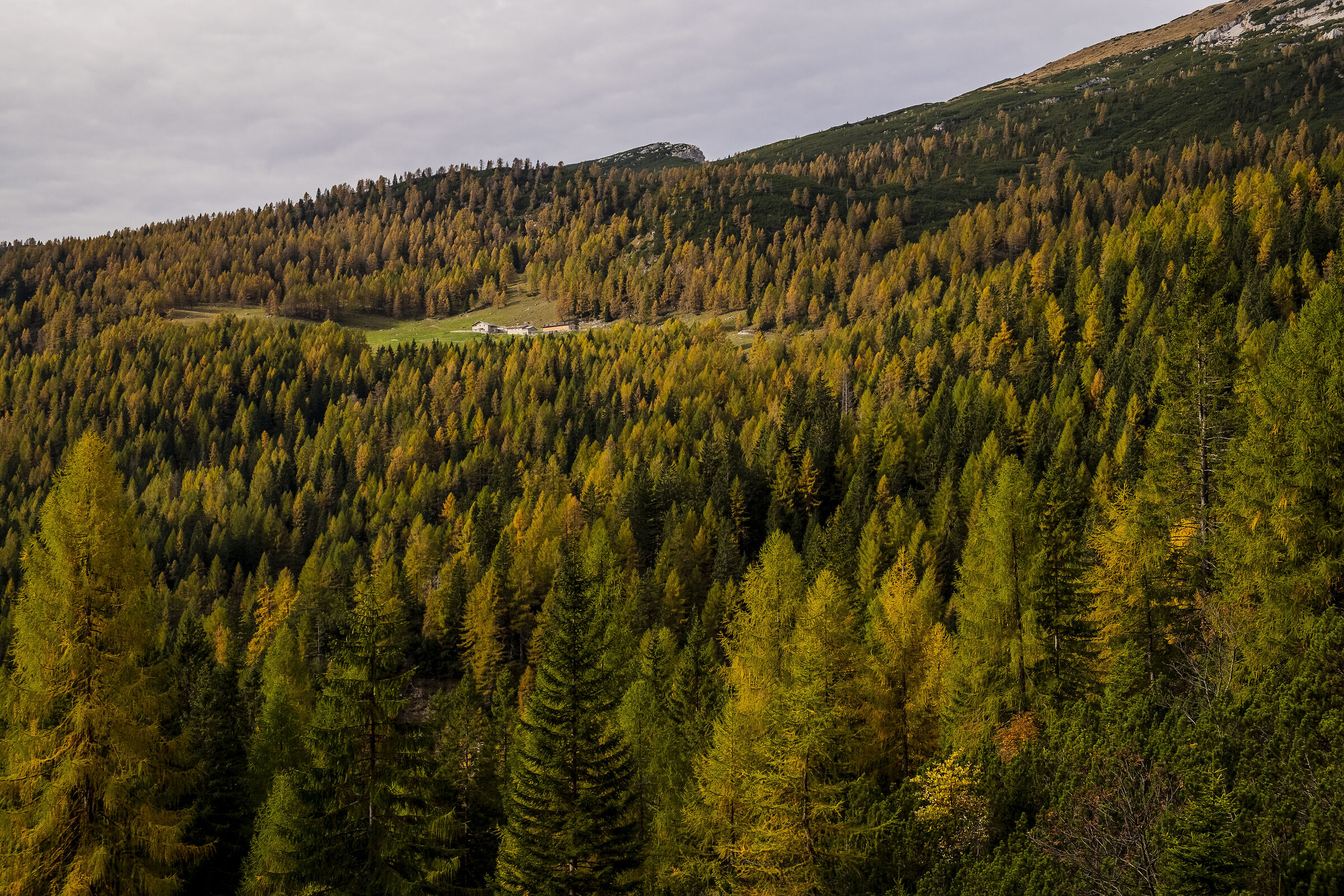 Malga sul Monte alto di Pelsa