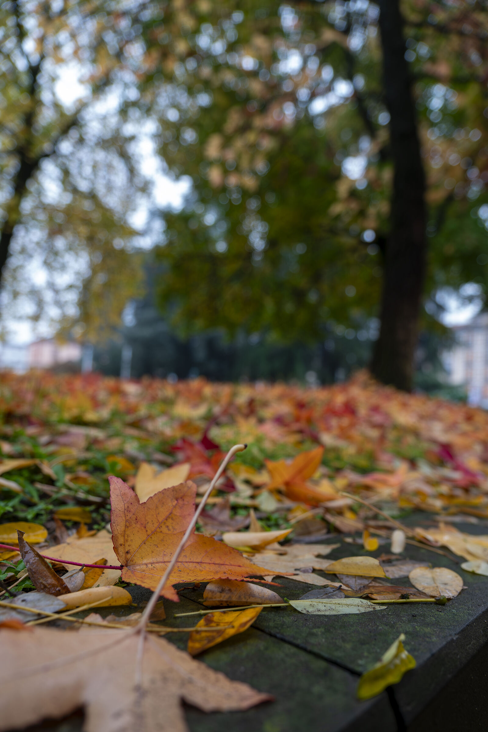 Autumn
