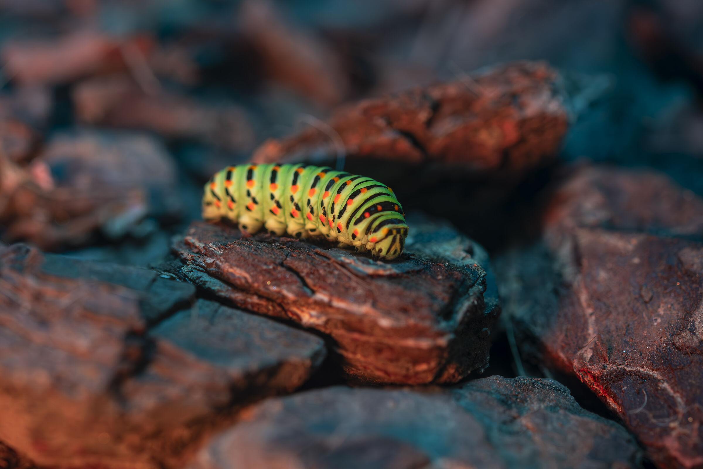 Bruco Papilio Macaone