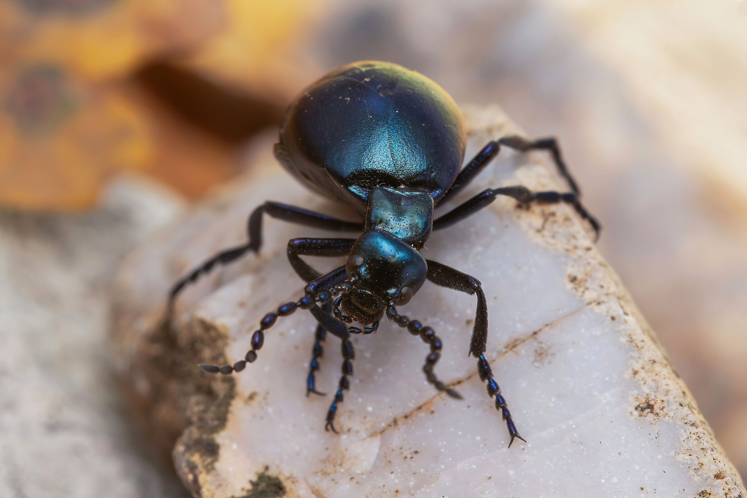 Meloe (Treiodous) autumnalis