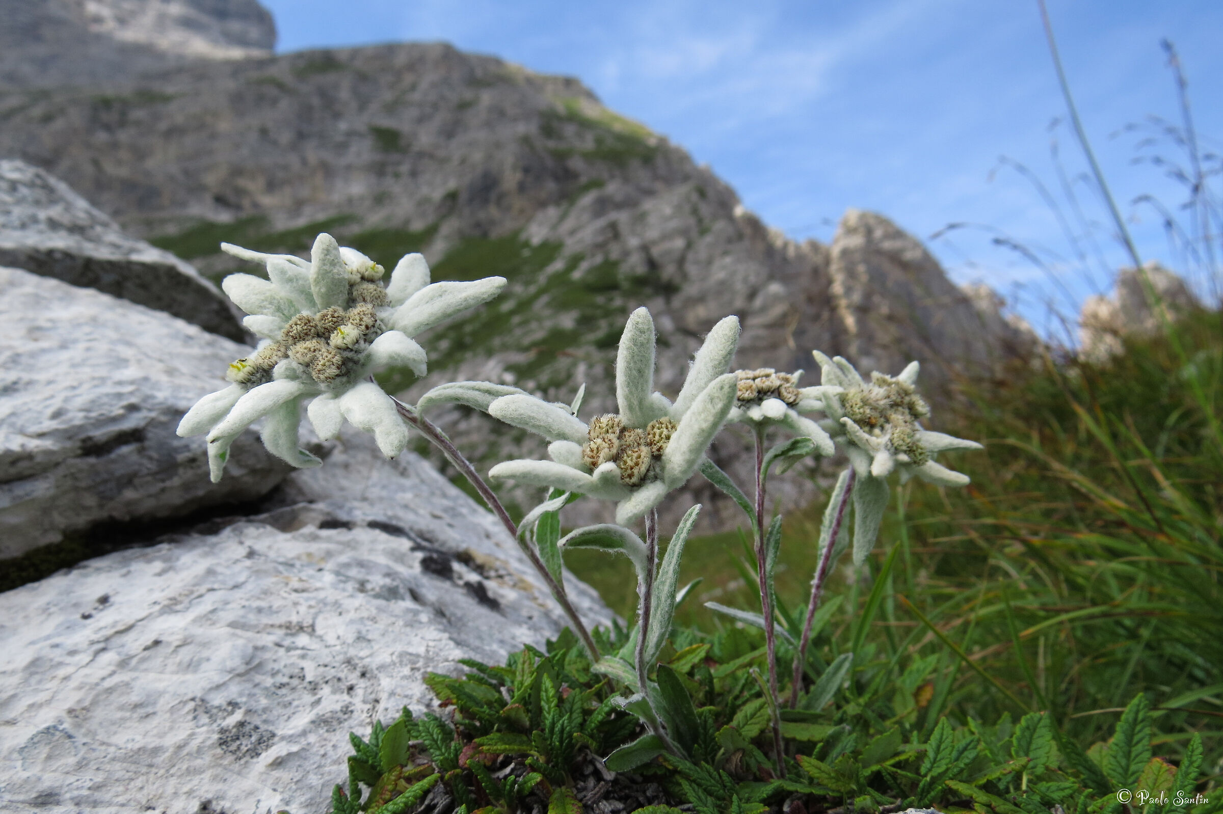 Edelweiss