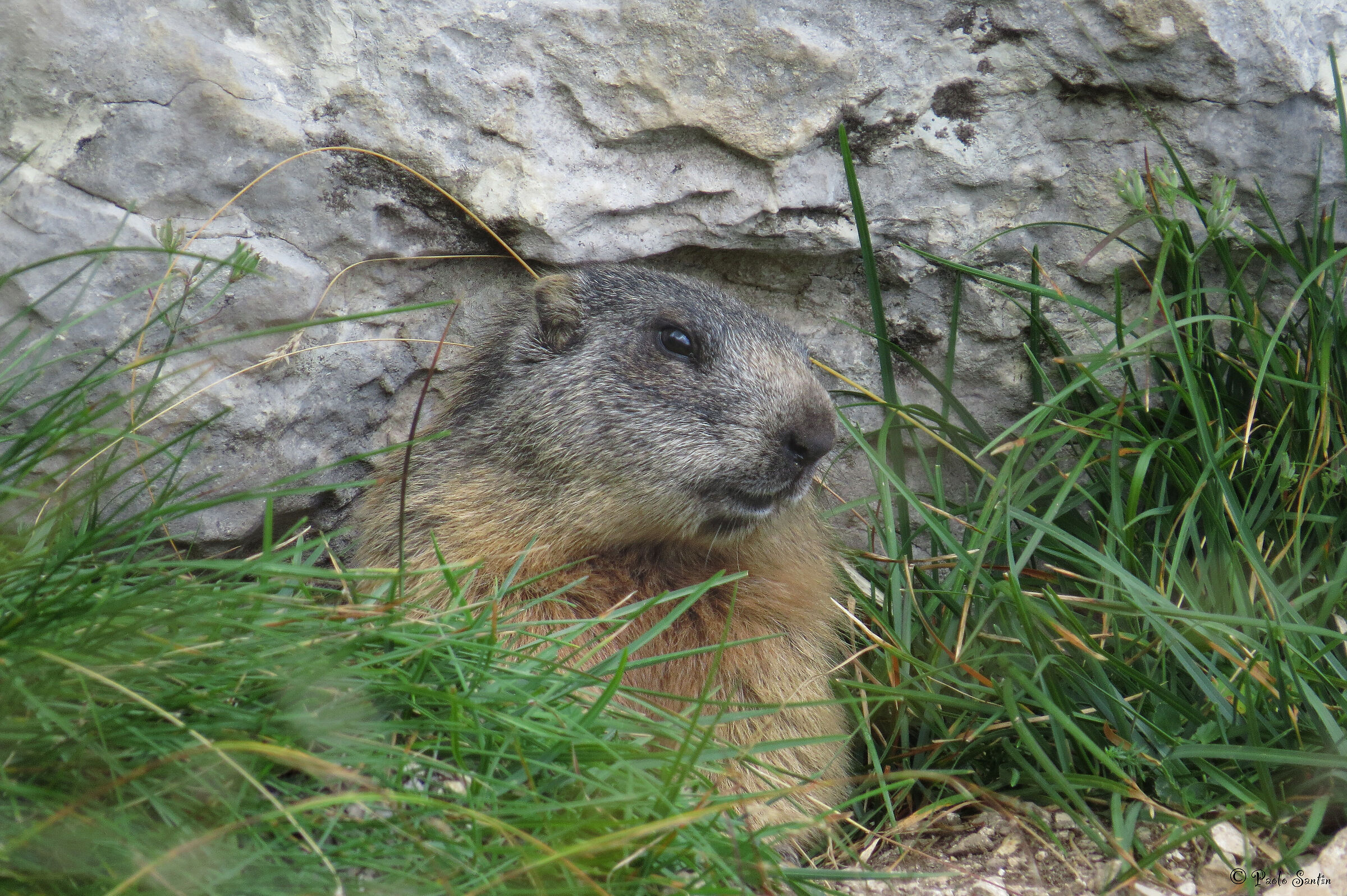 Marmot
