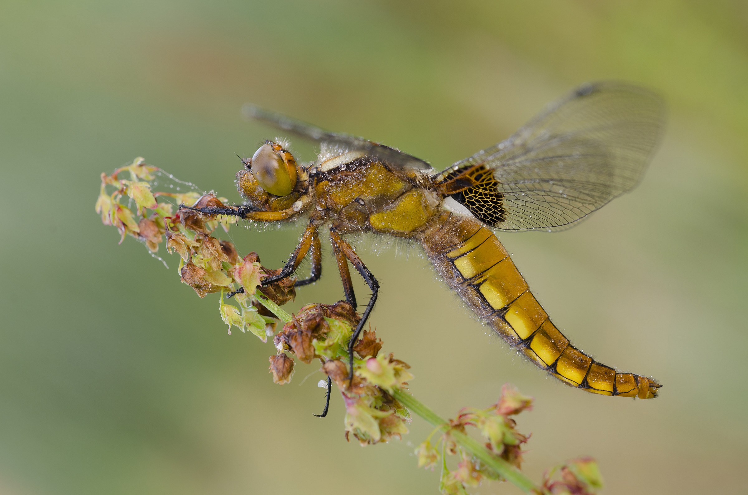 Libellula depressa