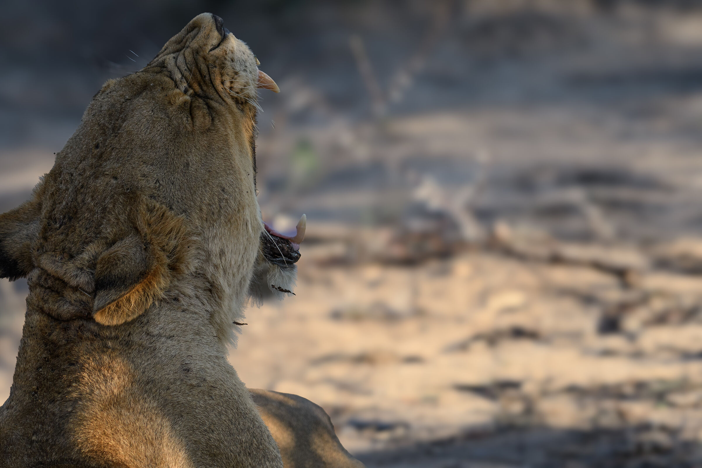 The Queen of the Savannah