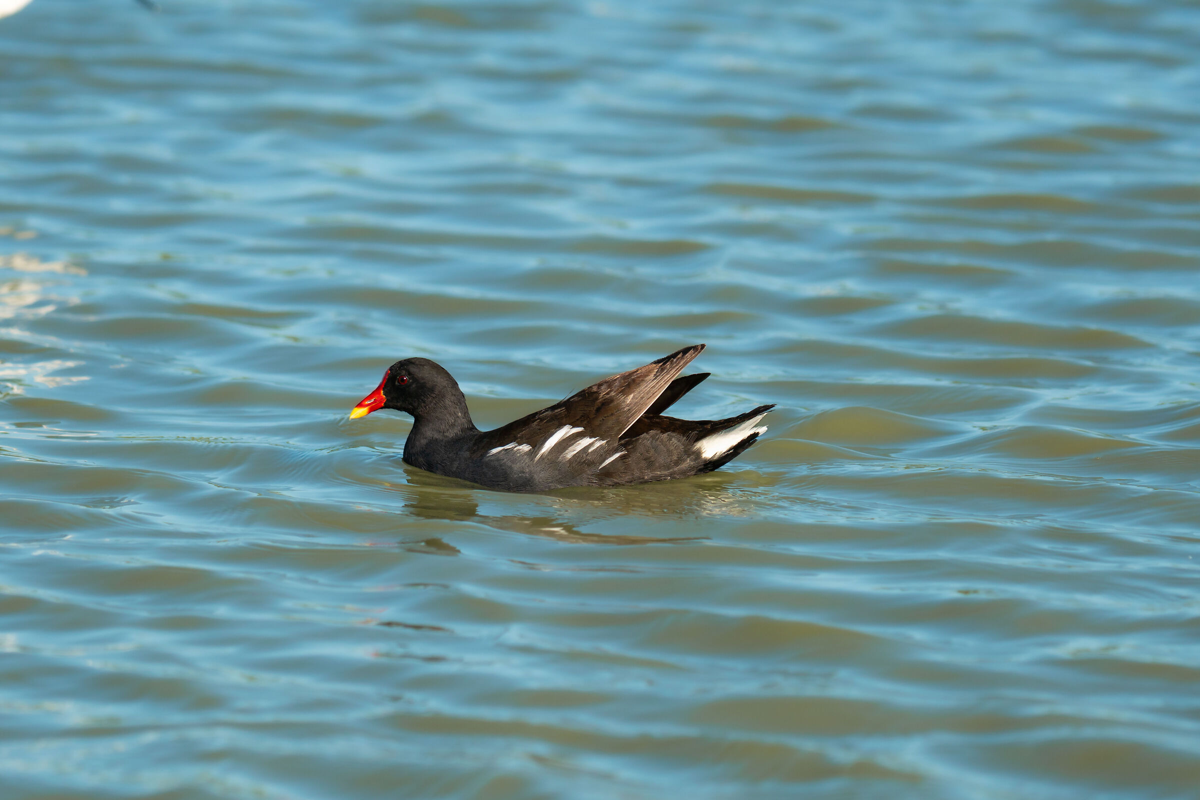 Gallinella d'acqua