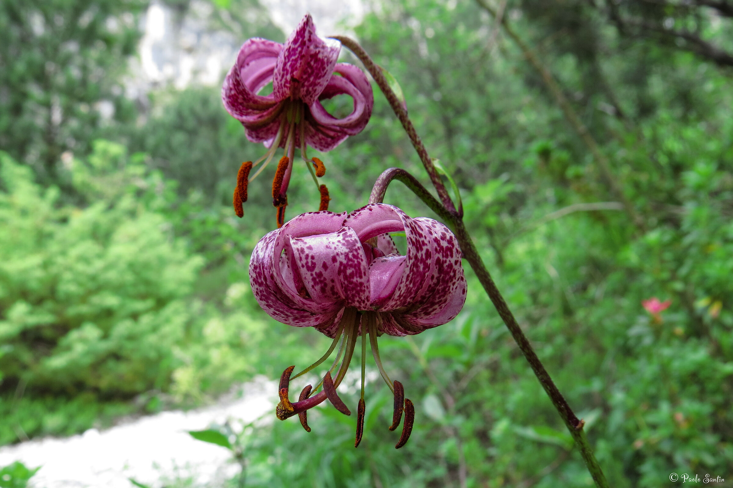Martagon Lily