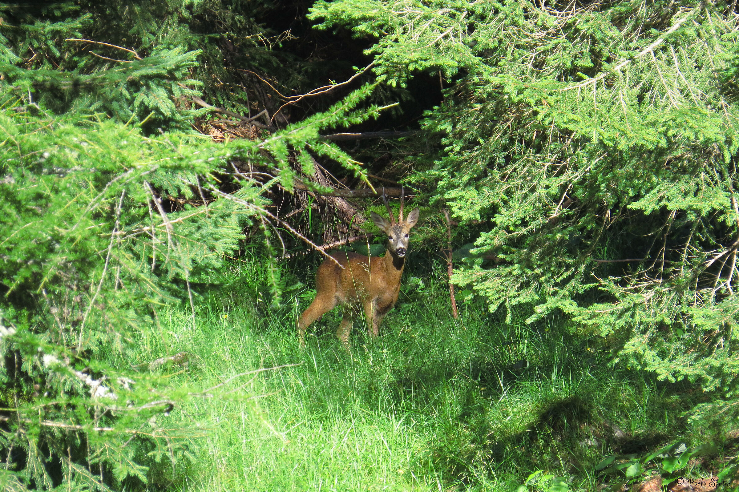 Roe deer half-hidden in the woods