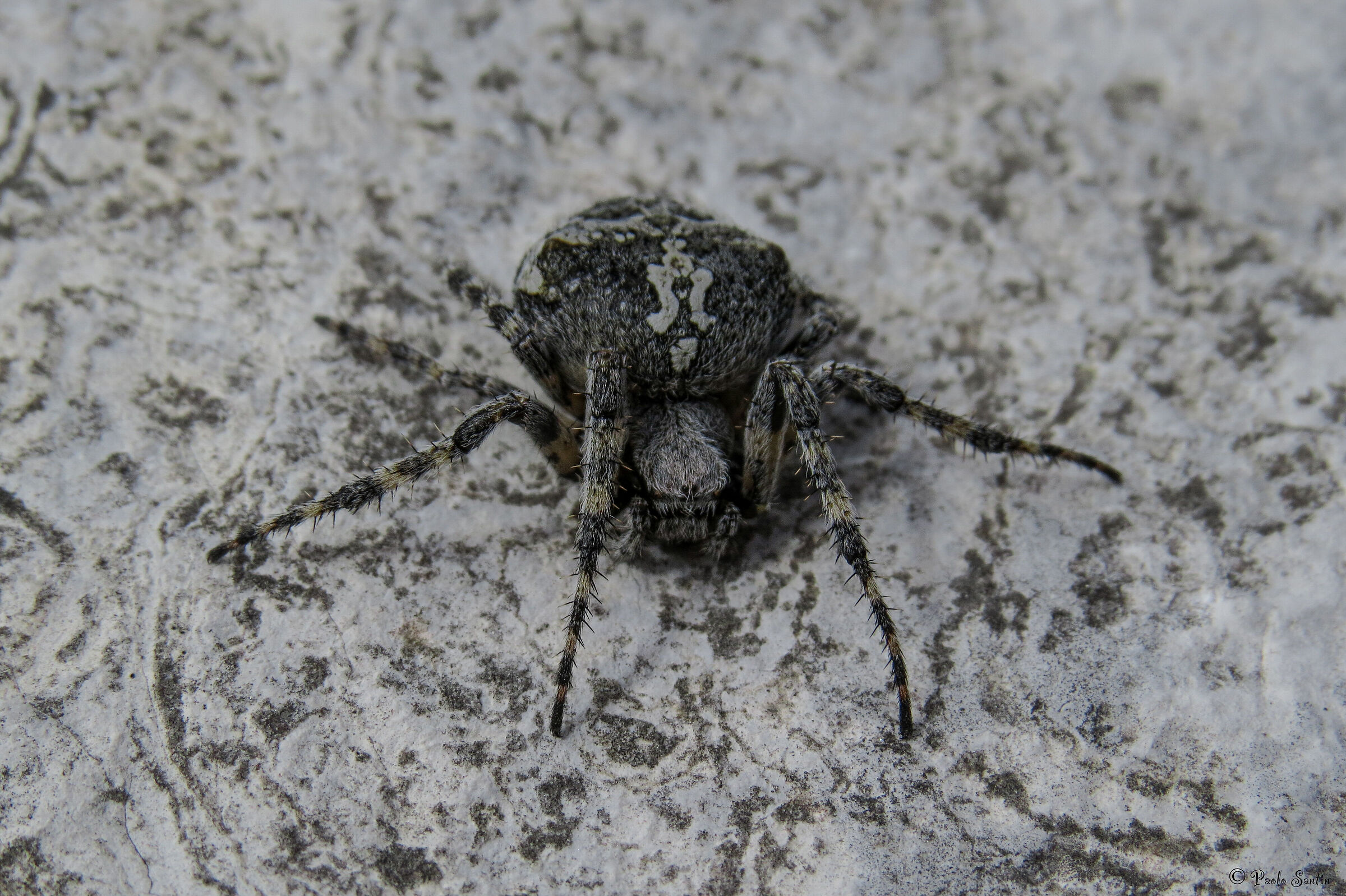 A Spider with a particular design