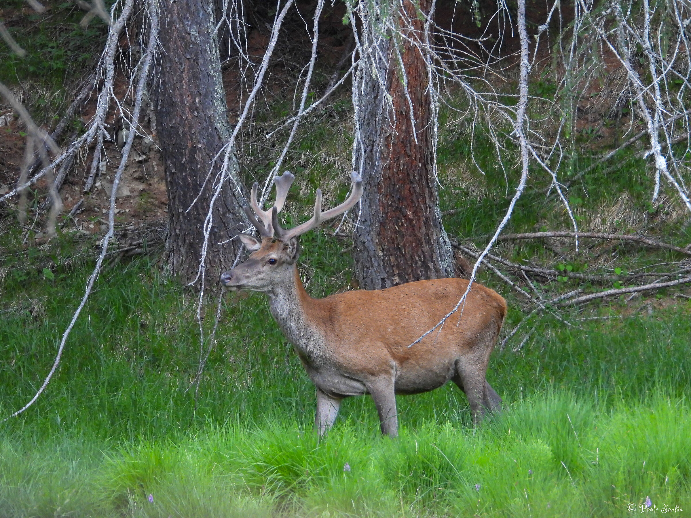 Red deer in summer