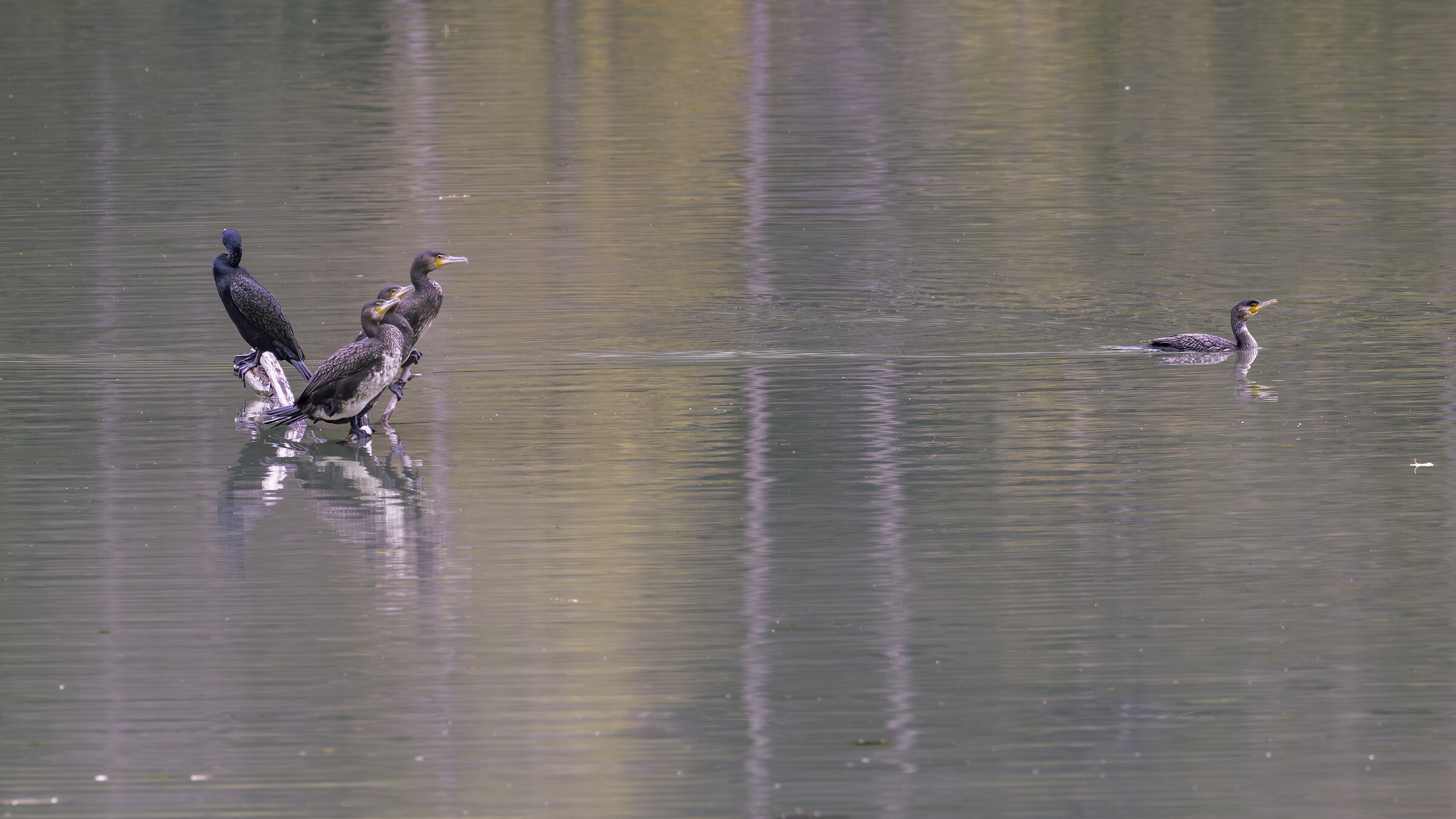 vado per la mia strada, in solitaria