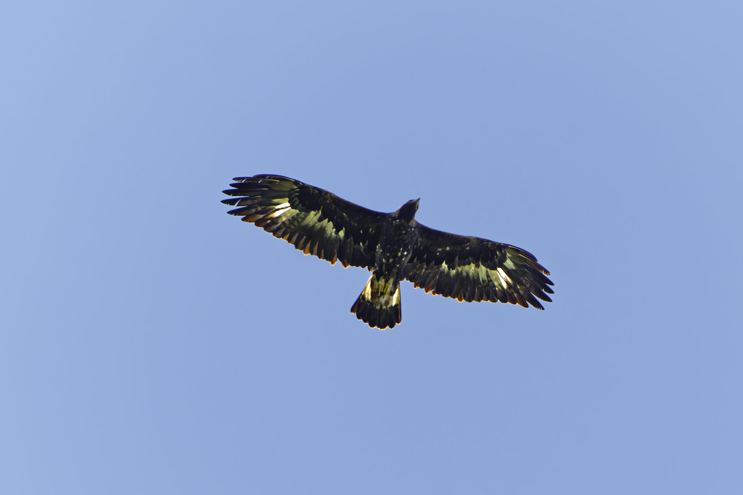 Golden eagle