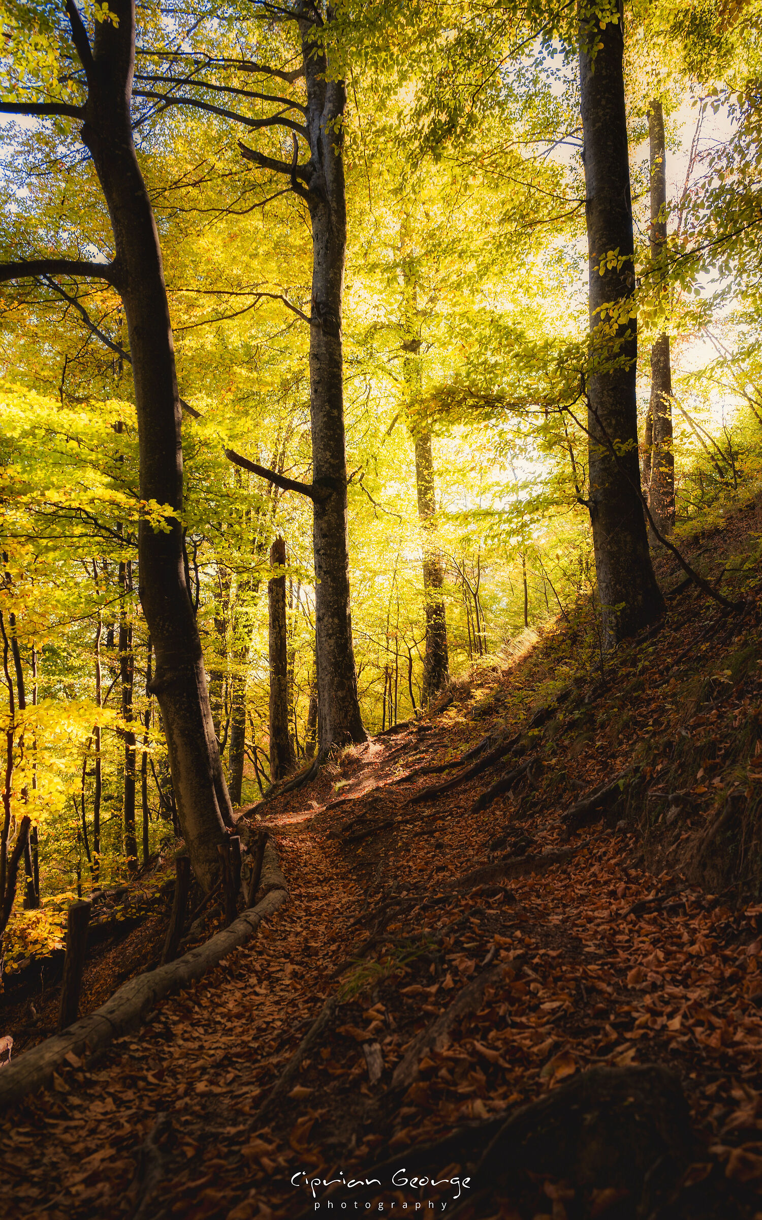 La luce di Lothlórien