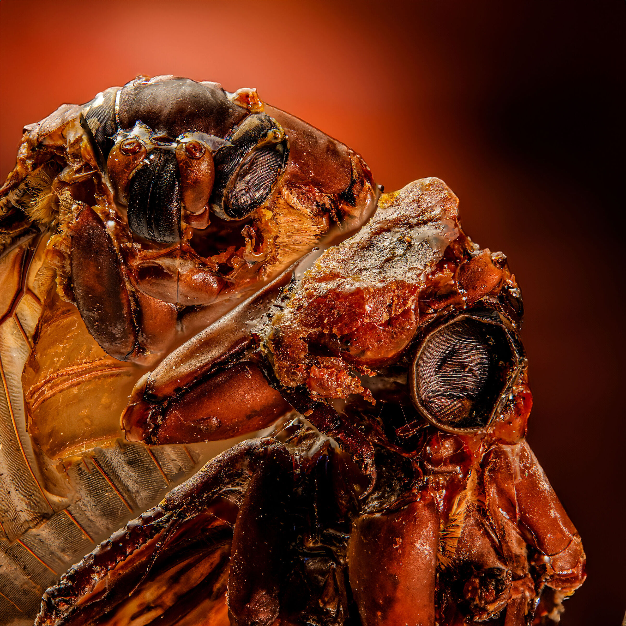 Due farfalle Sfinge Testa di moro trovate in un alveare