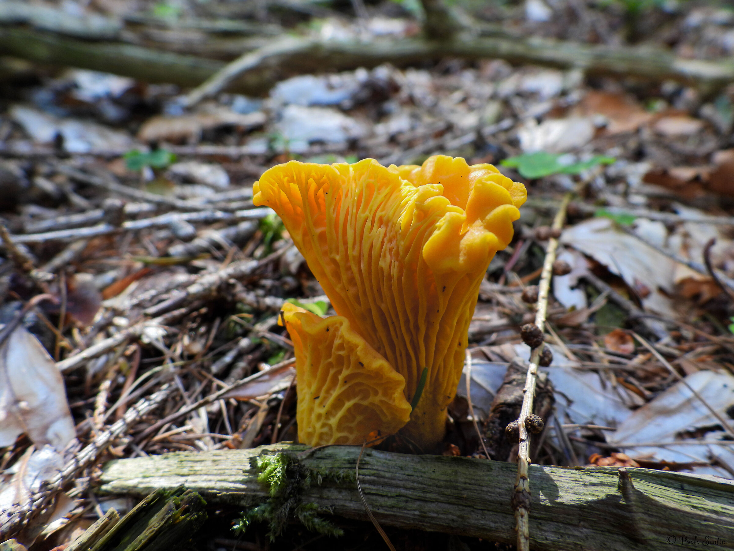 The Rooster or Chanterelle