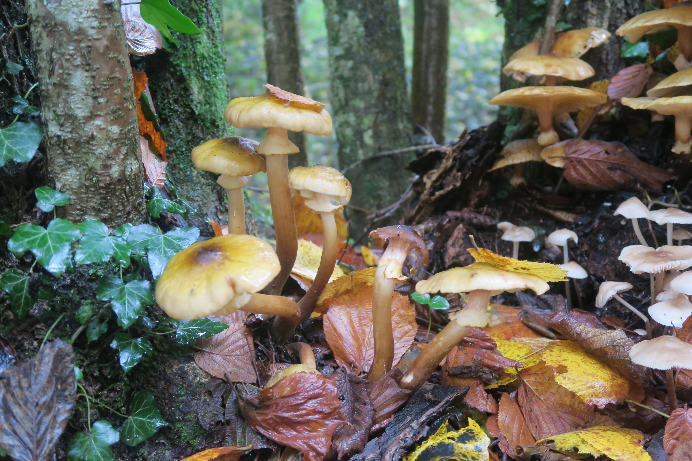 Fungi
